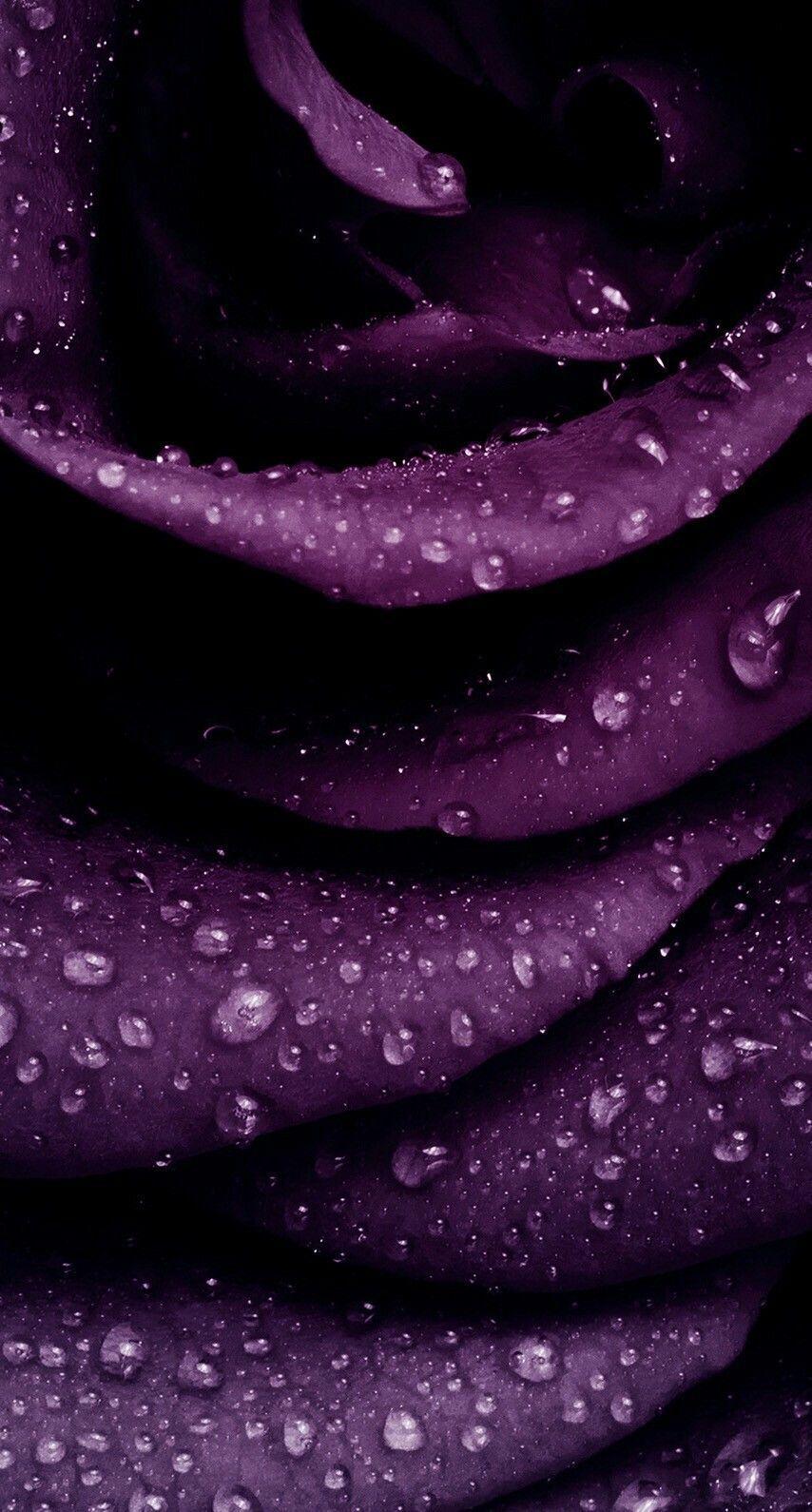 Purple Rose iPhone Wallpapers - Top Free Purple Rose iPhone Backgrounds ...