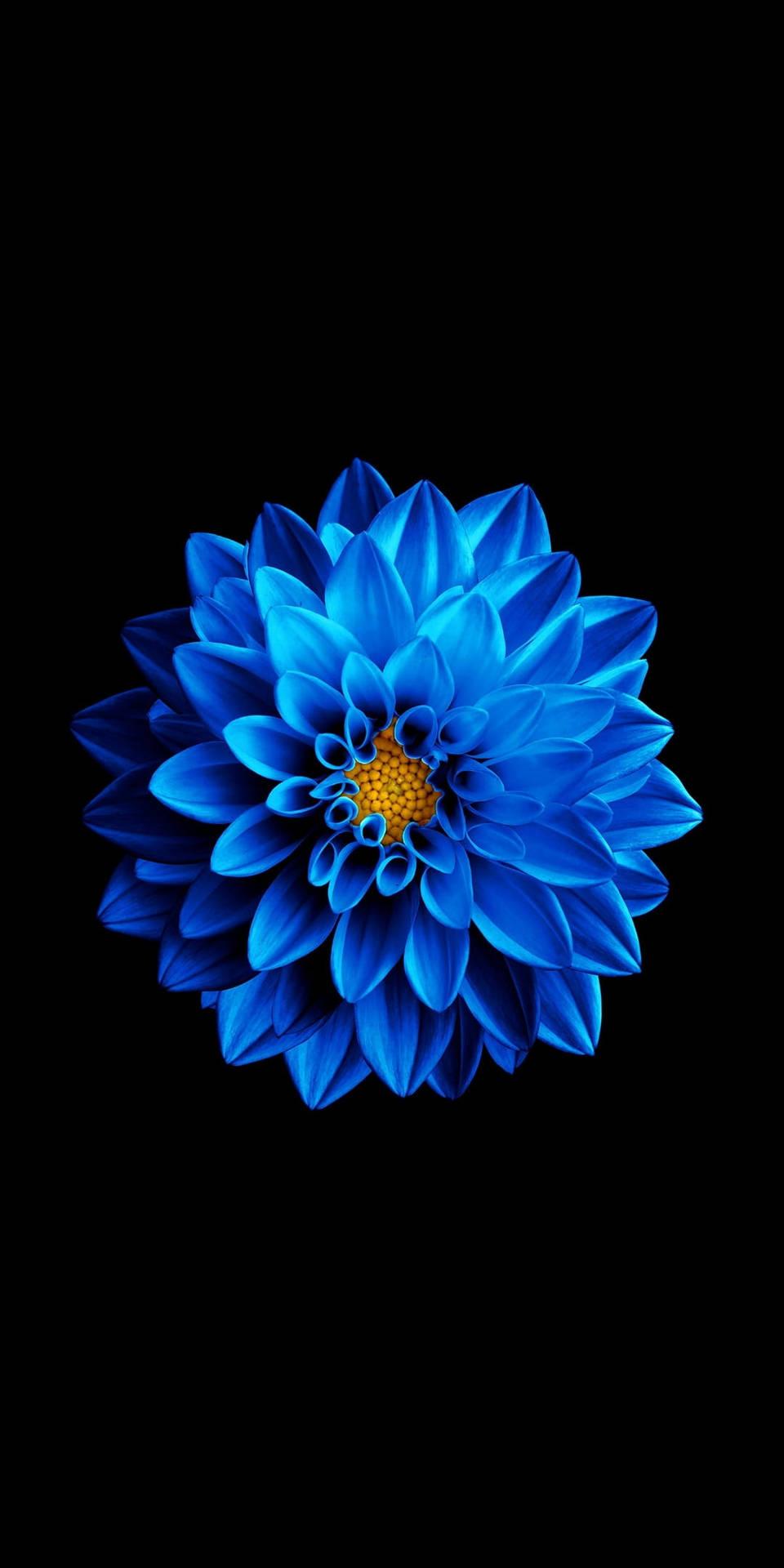 960x1920 Free Black Amoled Wallpaper Downloads, Black Amoled Wallpaper for FREE