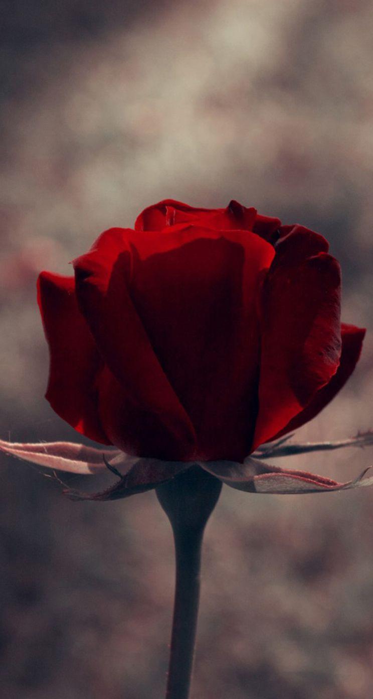 744x1392 Vintage Red Rose Flower Macro iPhone se Wallpaper Download. iPhone