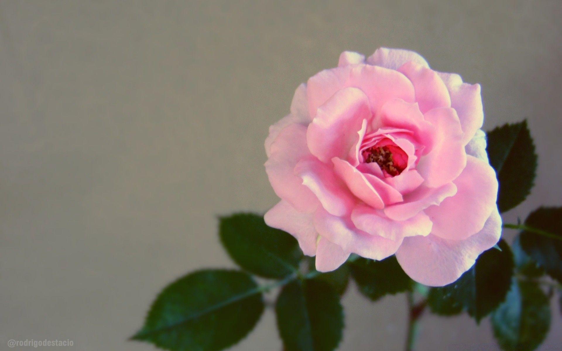 1920x1200 Vintage Rose