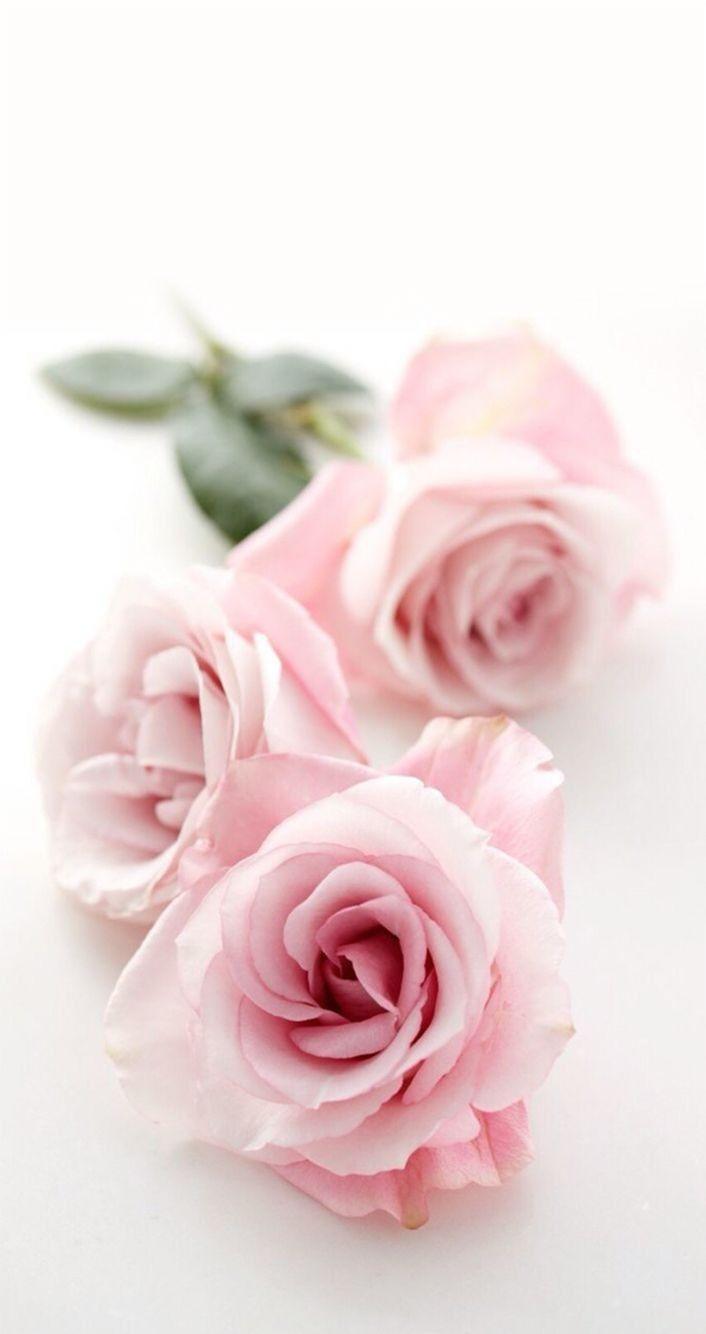 706x1334 Flowers Delicate Rose Roses Pink Flower Wallpaper Download