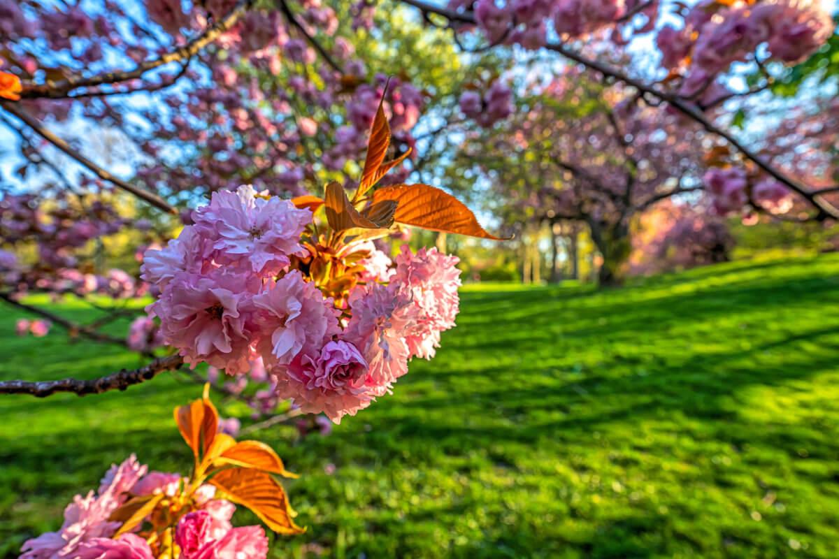 Spring In Central Park Wallpapers - Top Free Spring In Central Park ...