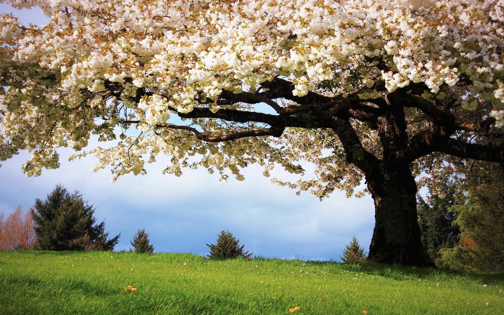 1920x1200 Spring Wallpaper