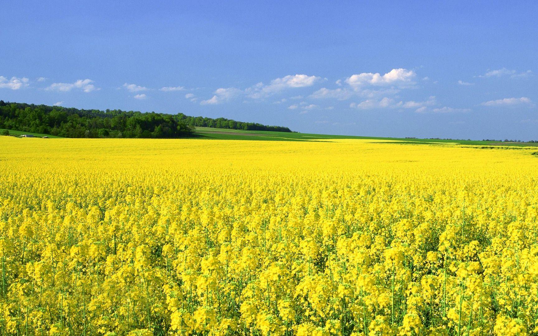 1728x1080 Mustard Field Wallpaper
