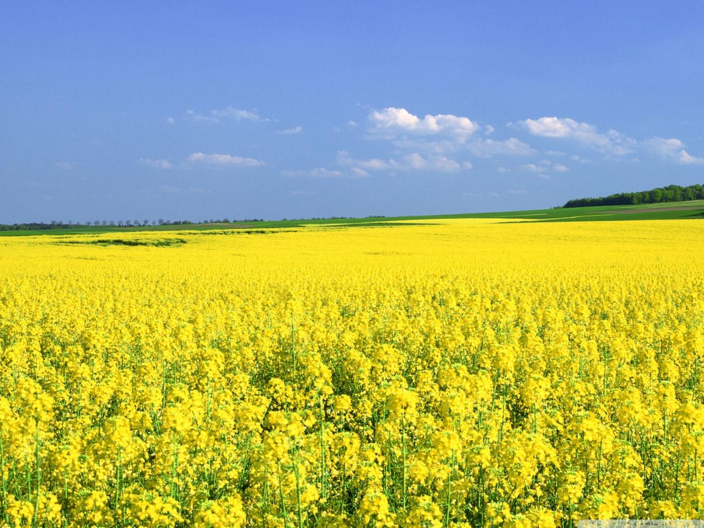 Mustard Field Wallpapers Top Free Mustard Field Backgrounds