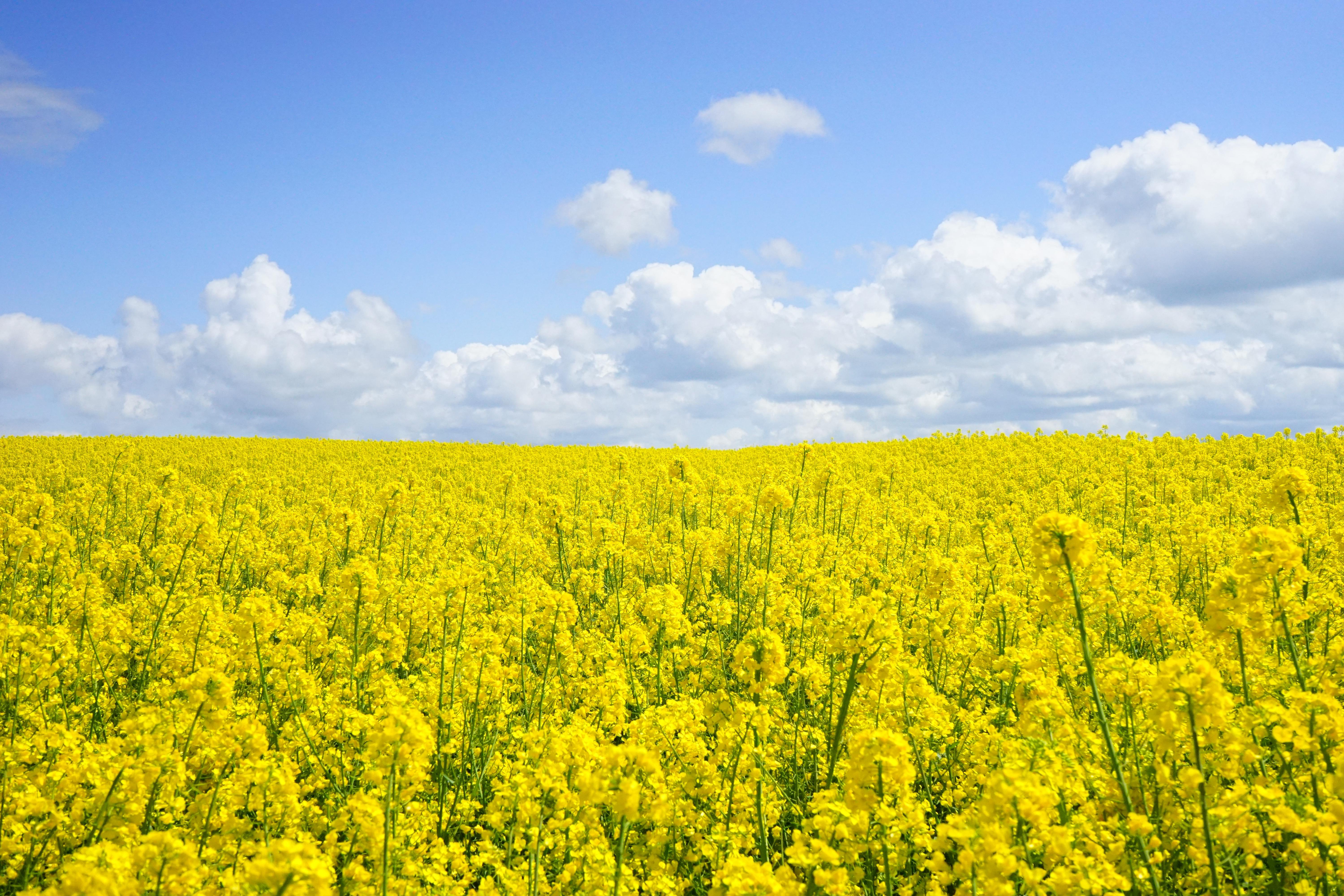 6000x4000 Mustard Photo, Download The BEST Free Mustard & HD Image