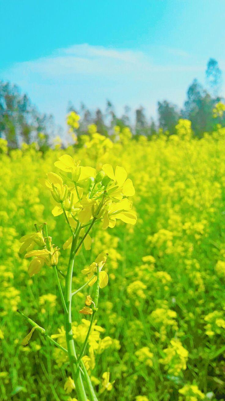 736x1308 flower. Beautiful flowers, Nature, Beautiful