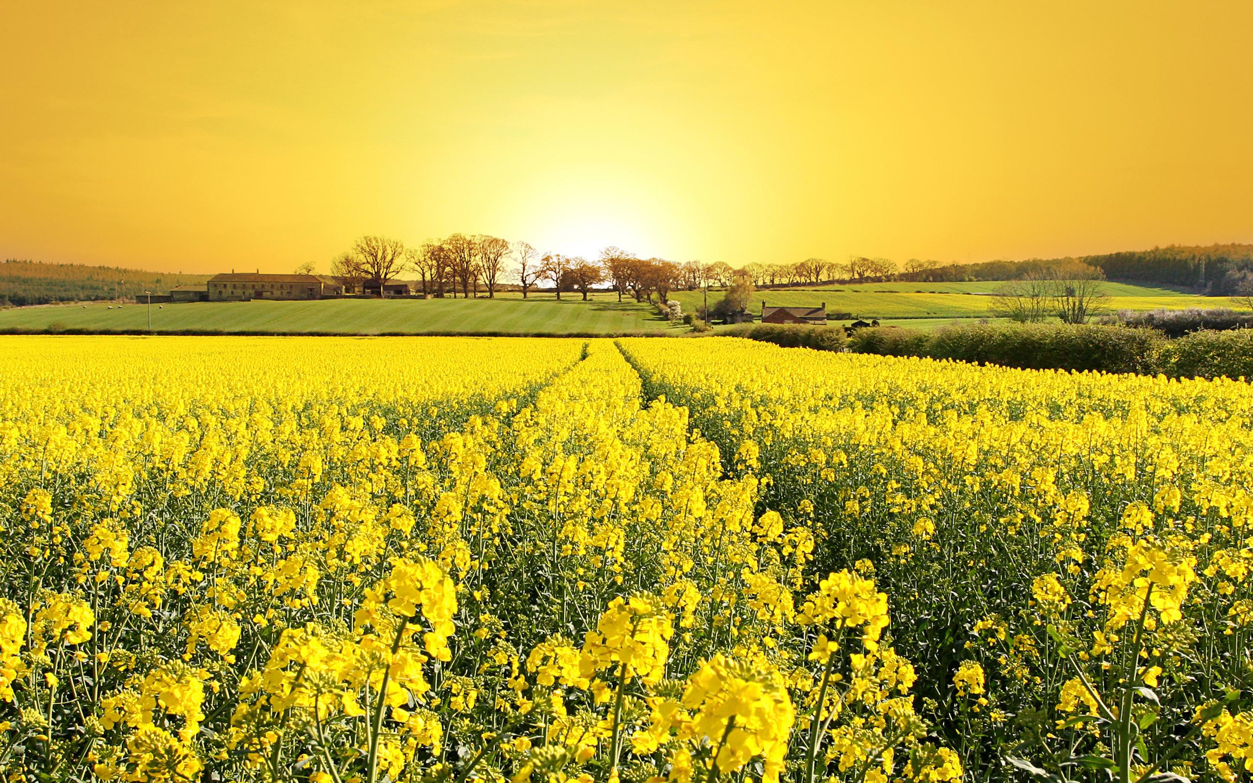 2560x1600 Free download Field of Flowers Wallpaper wallpaper Field of Flowers Wallpaper HD [2560x1600] for your Desktop, Mobile & Tablet. Explore Field Of Flowers Wallpaper. Wallpaper Of Flowers, Background Of