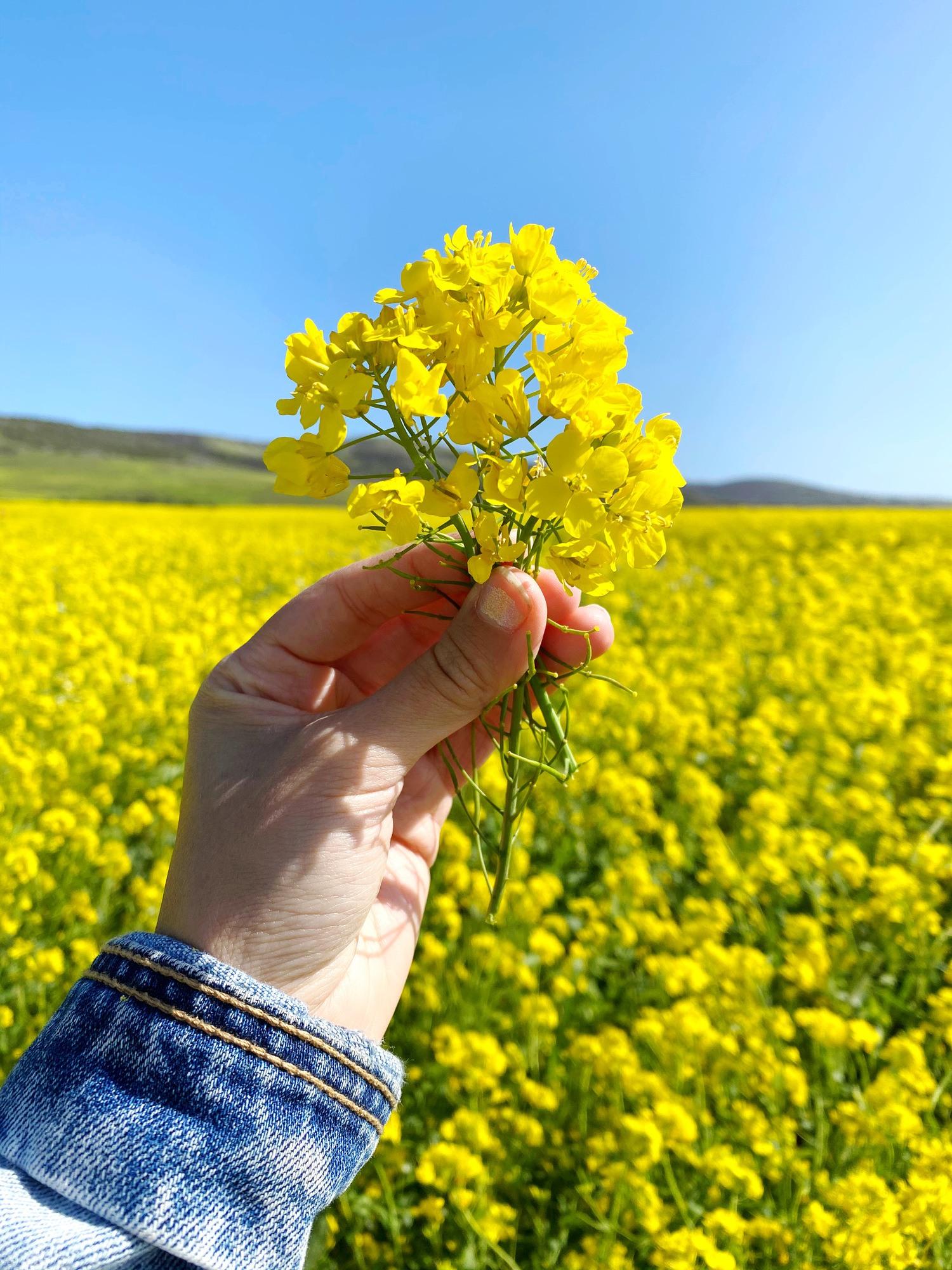 1500x2000 The Wild Mustard Fields in Half Moon Bay: Everything You Need to Know