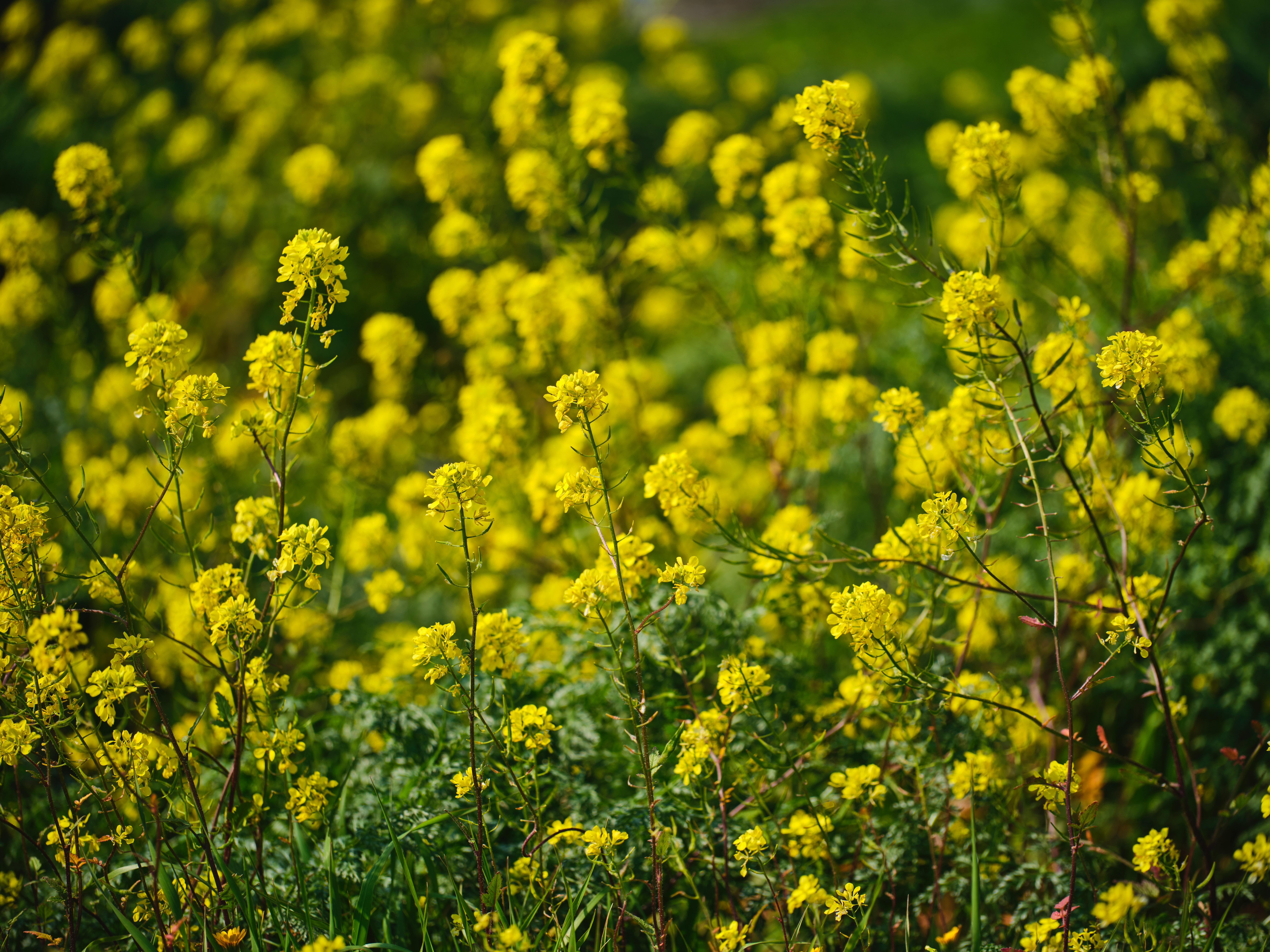 8192x6143 Mustard Field Photo, Download The BEST Free Mustard Field & HD Image