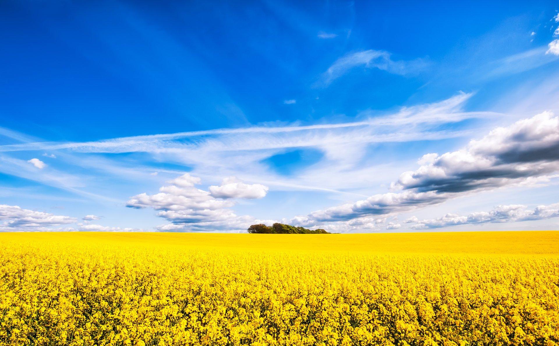 Mustard Field Wallpapers - Top Free Mustard Field Backgrounds ...