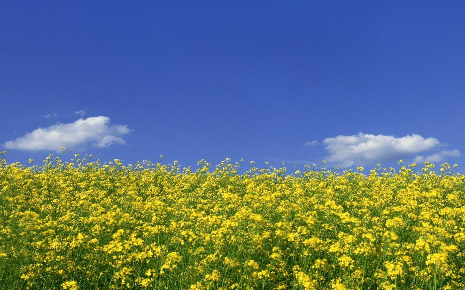 Mustard Field Wallpapers Top Free Mustard Field Backgrounds