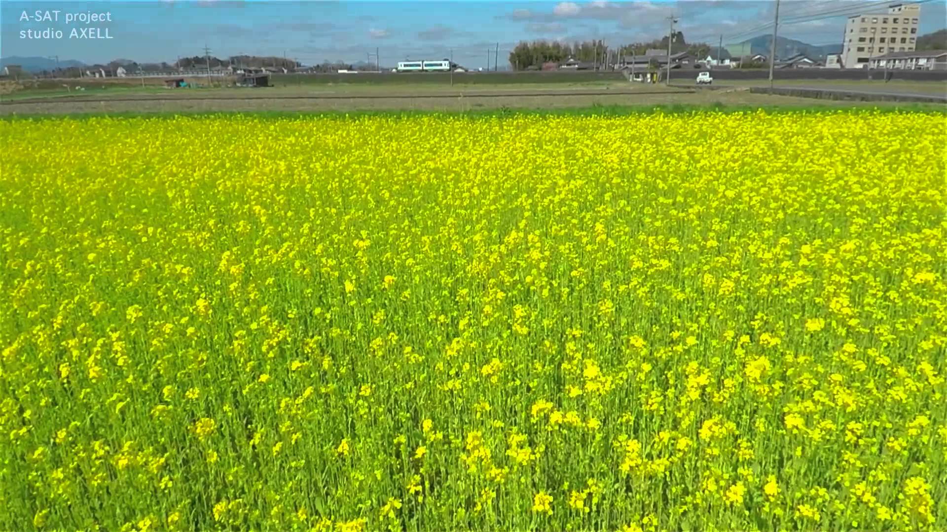1920x1080 Free photo: Mustard Field, Field, Mustard