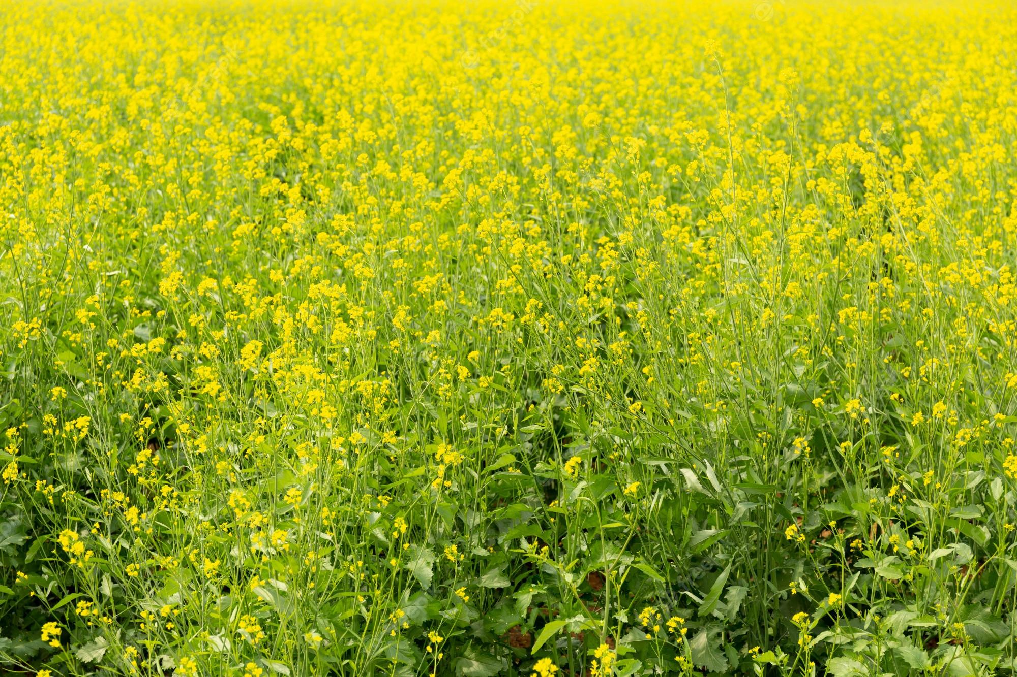 Mustard Field Wallpapers Top Free Mustard Field Backgrounds WallpaperAccess