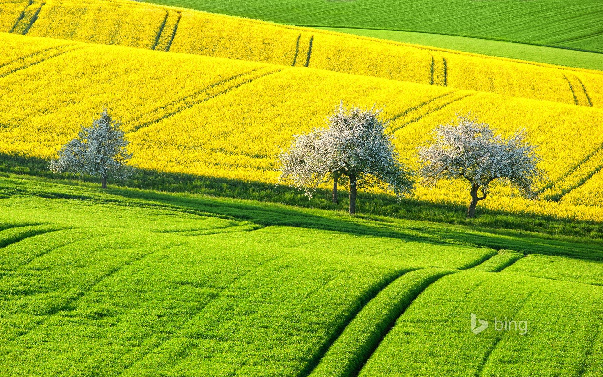 1920x1200 Canola fields in spring, Germany