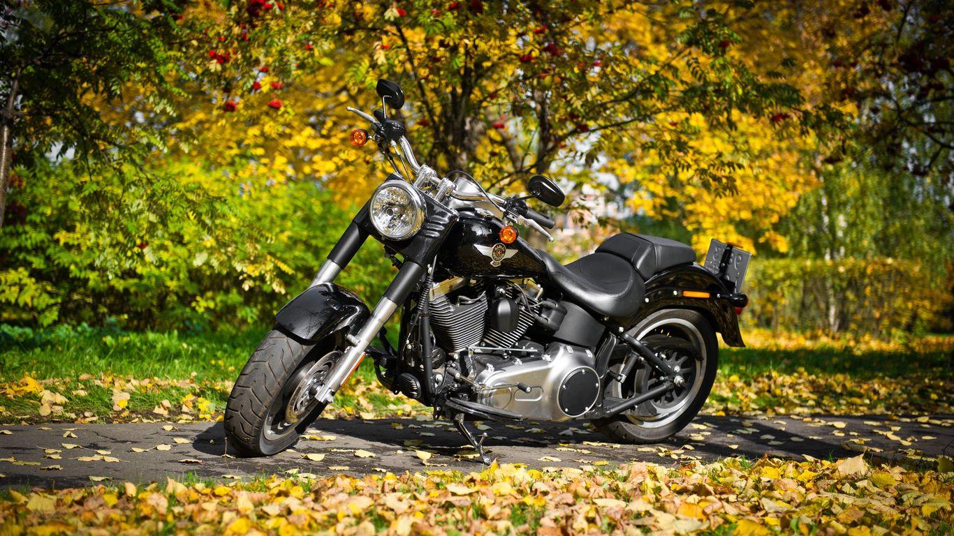 1366x768 Download Wallpaper 1366x768 Harley Davidson, Motorcycle, Foliage, Autumn Tablet, Laptop HD Background