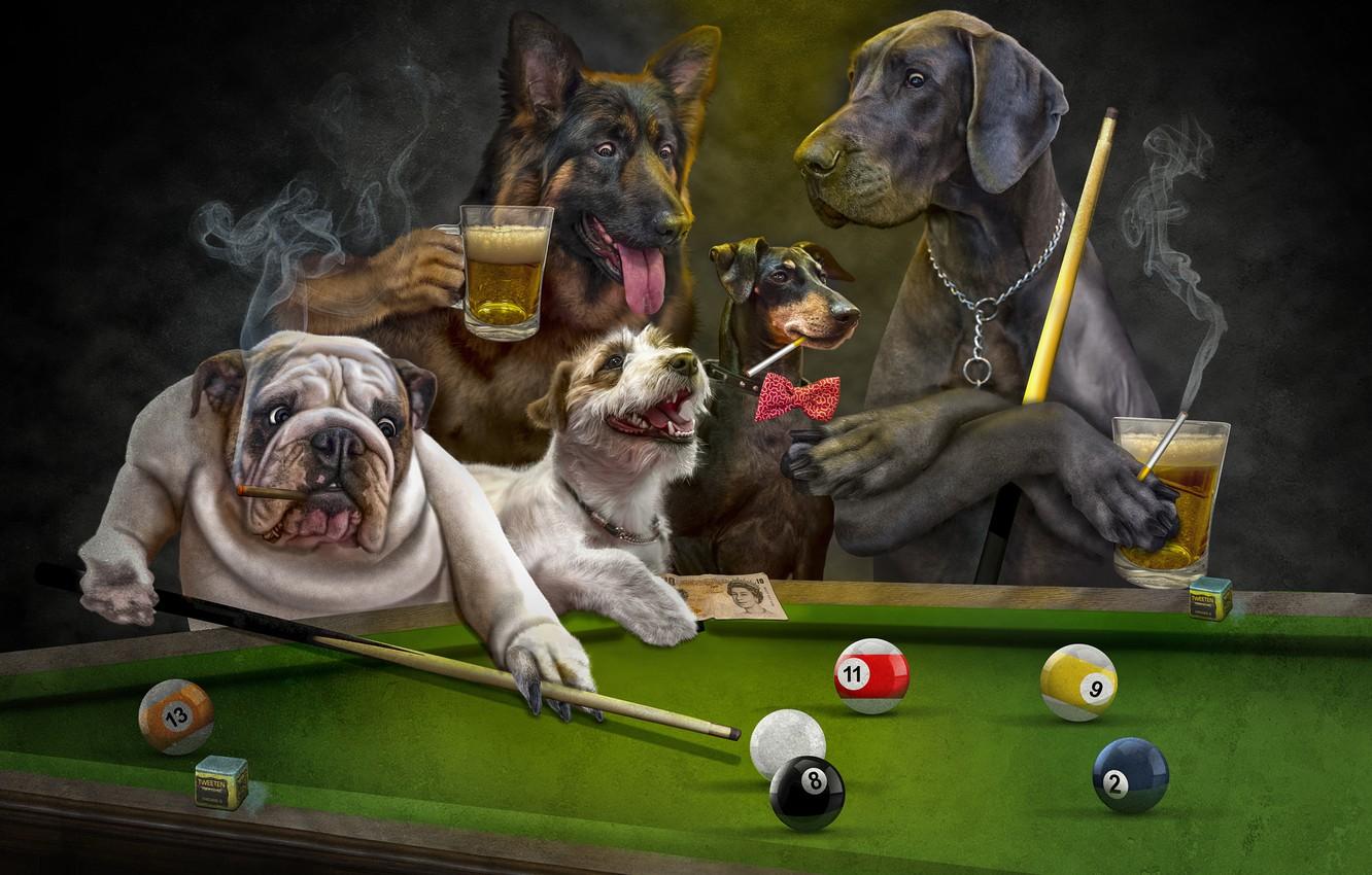 1332x850 Wallpaper language, dogs, look, the dark background, rendering, table, stay, balls, the game, beer, dog, club, Billiards, art, mugs, chain image for desktop, section рендеринг