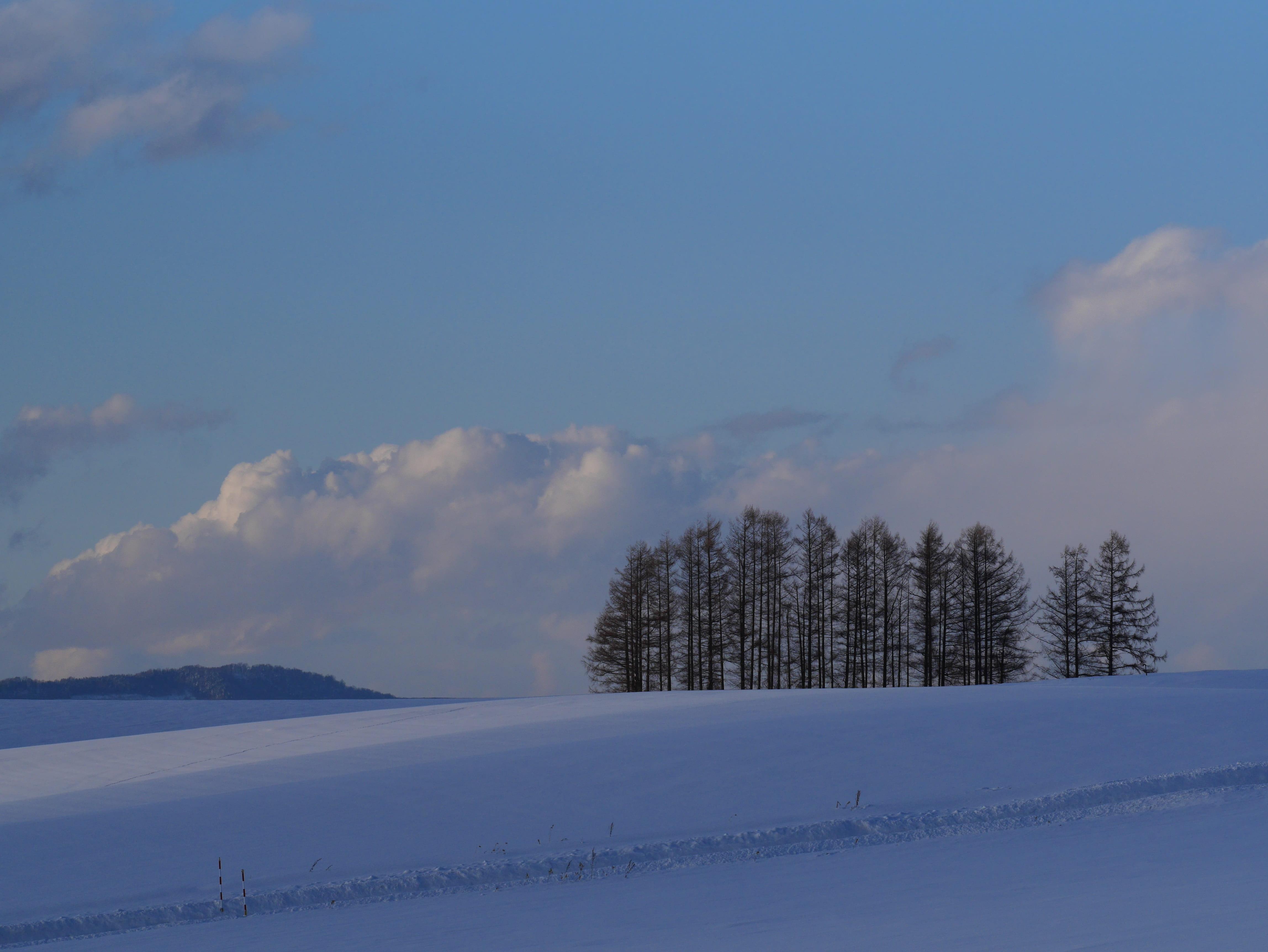 4592x3448 Wallpaper / Cold Temperature, Biei, Idyllic, Beauty In Nature, 4K, No People, Tree, Hokkaido, Winter, Land, Outdoors, Inspiration, Blue, Snow, Plant, Non Urban Scene Free Download