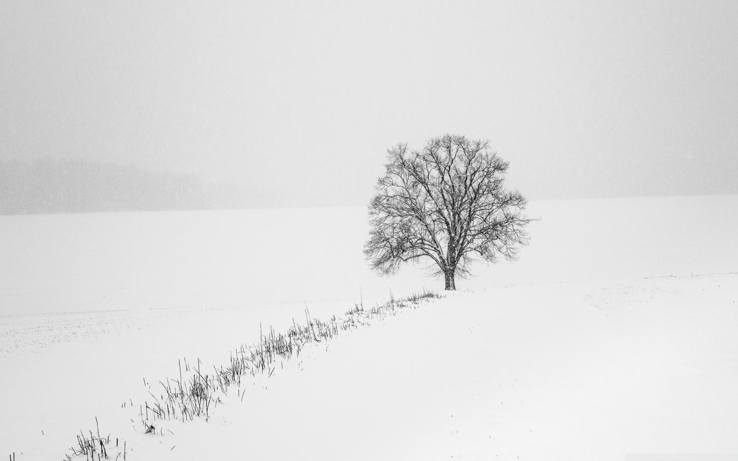 1440x900 Tree, Snow, Winter, Erzgebirge Ultra HD Desktop Background Wallpaper for 4K UHD TV : Widescreen & UltraWide Desktop & Laptop : Tablet