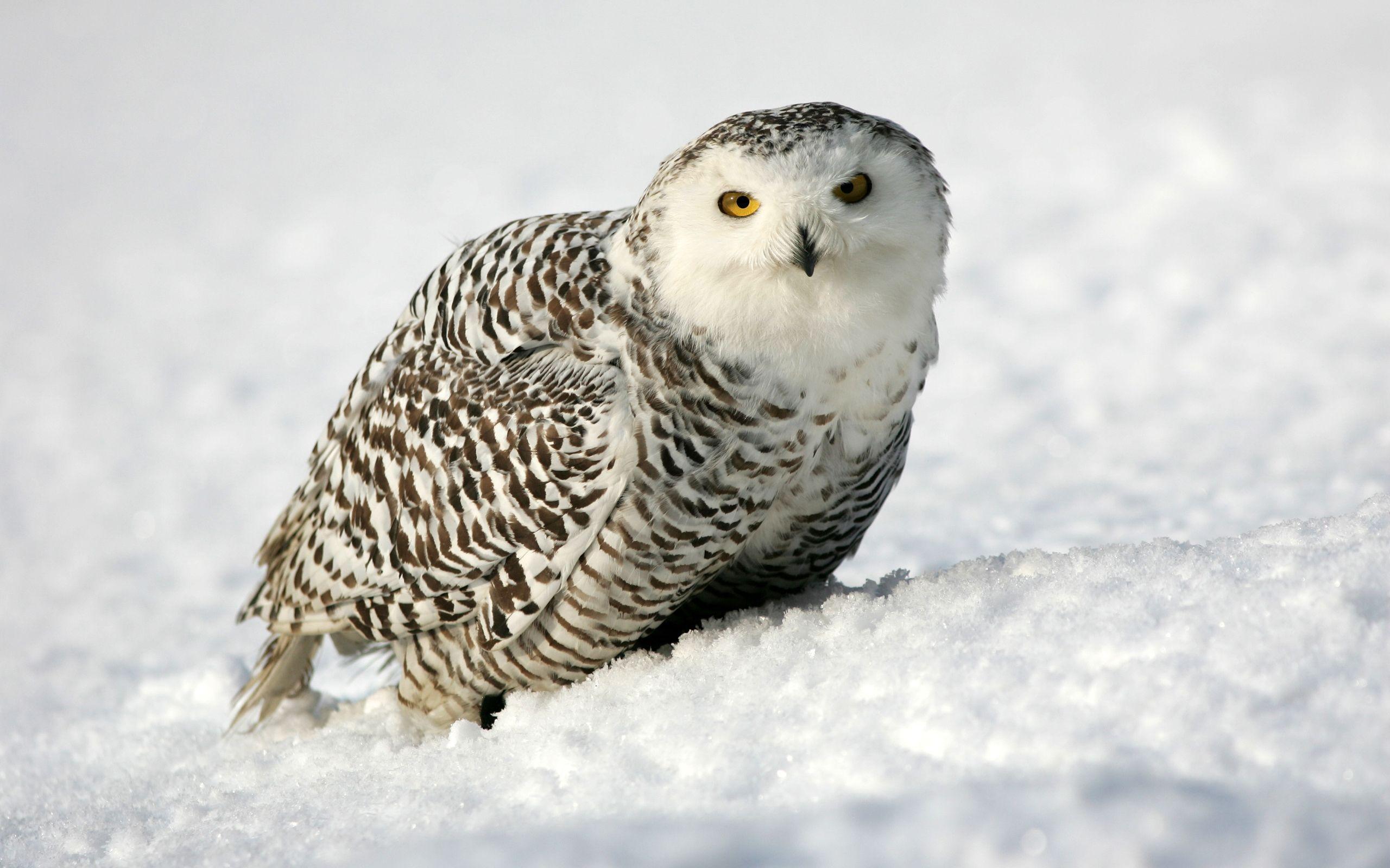 Cute Owl – Telegraph