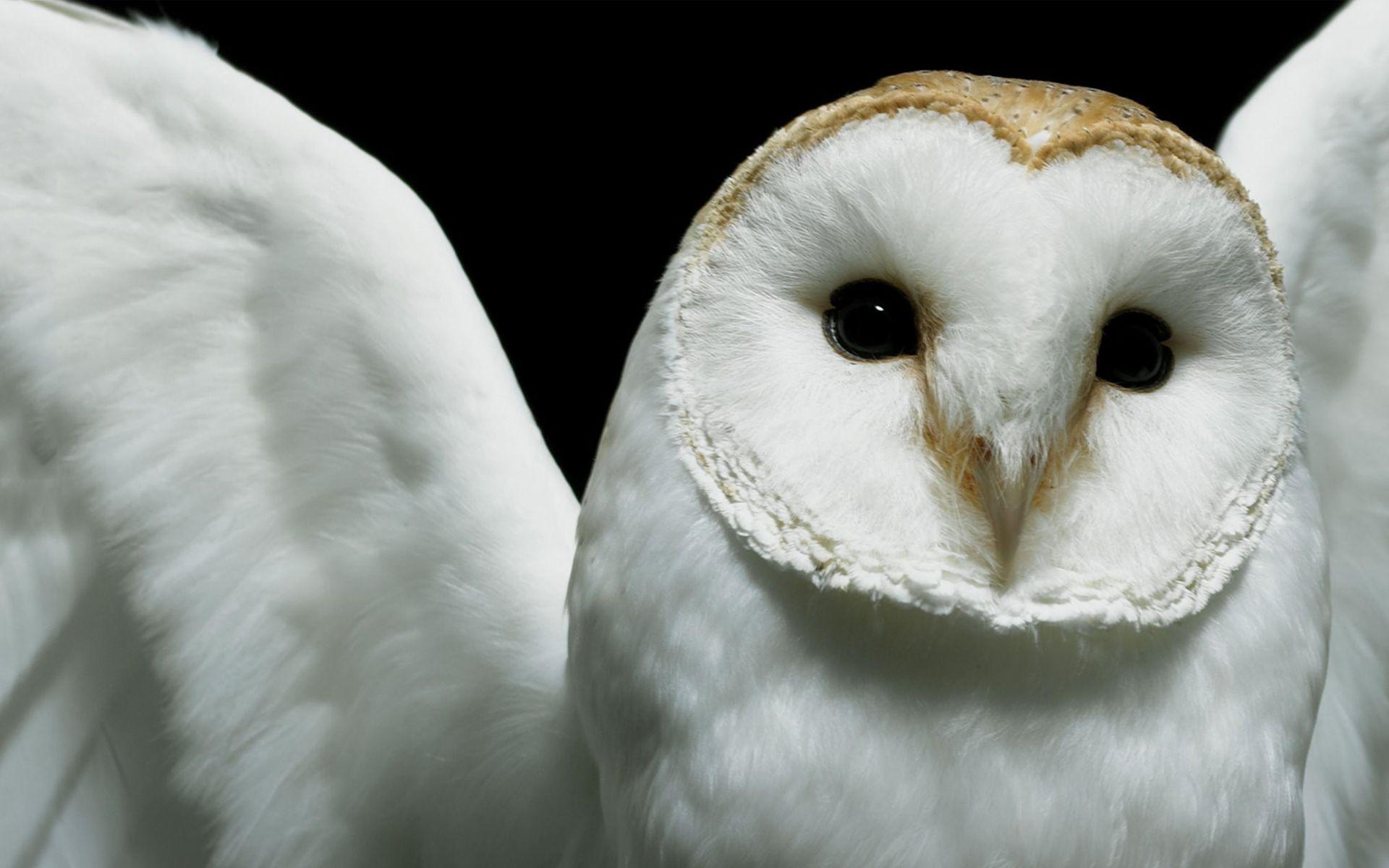 1920x1200 Owl Wallpaper, Background, Image, Picture. Design Trends