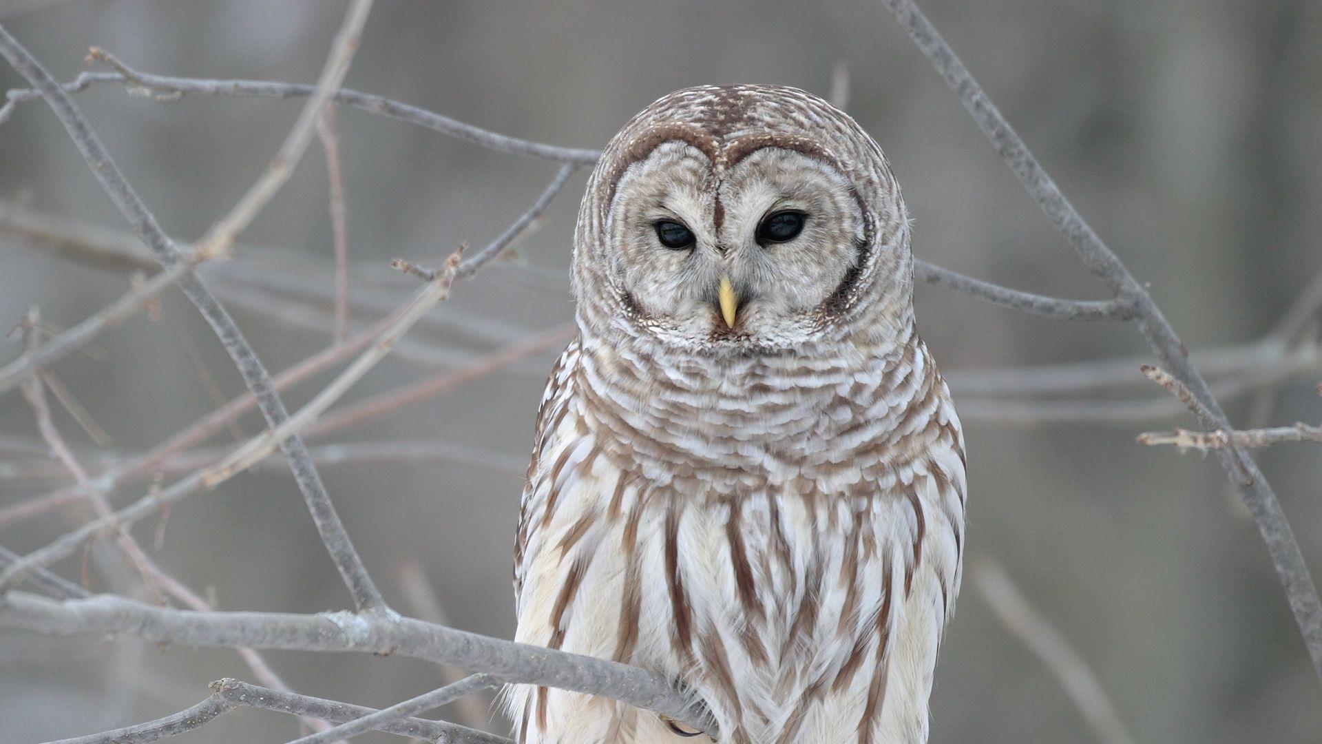 1920x1080 Free Download Cute Owl Wallpaper