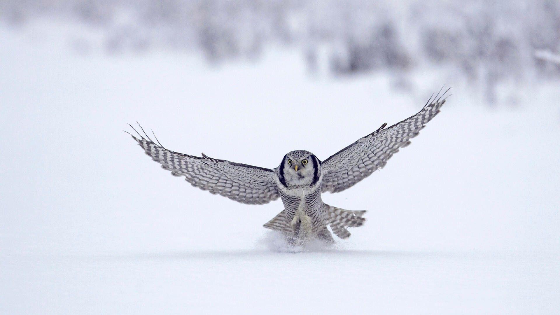 1920x1080 Owl In Snow, HD Birds, 4k Wallpaper, Image, Background, Photo