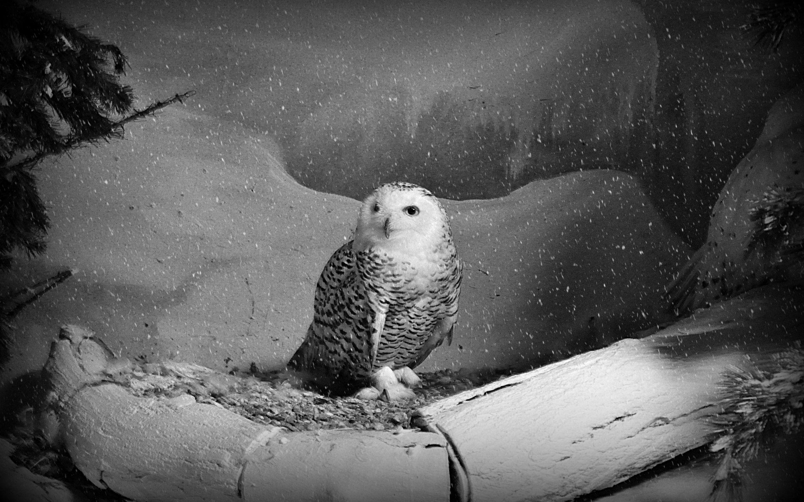 2560x1600 Snowy Owl Wallpaper 18 X 1600