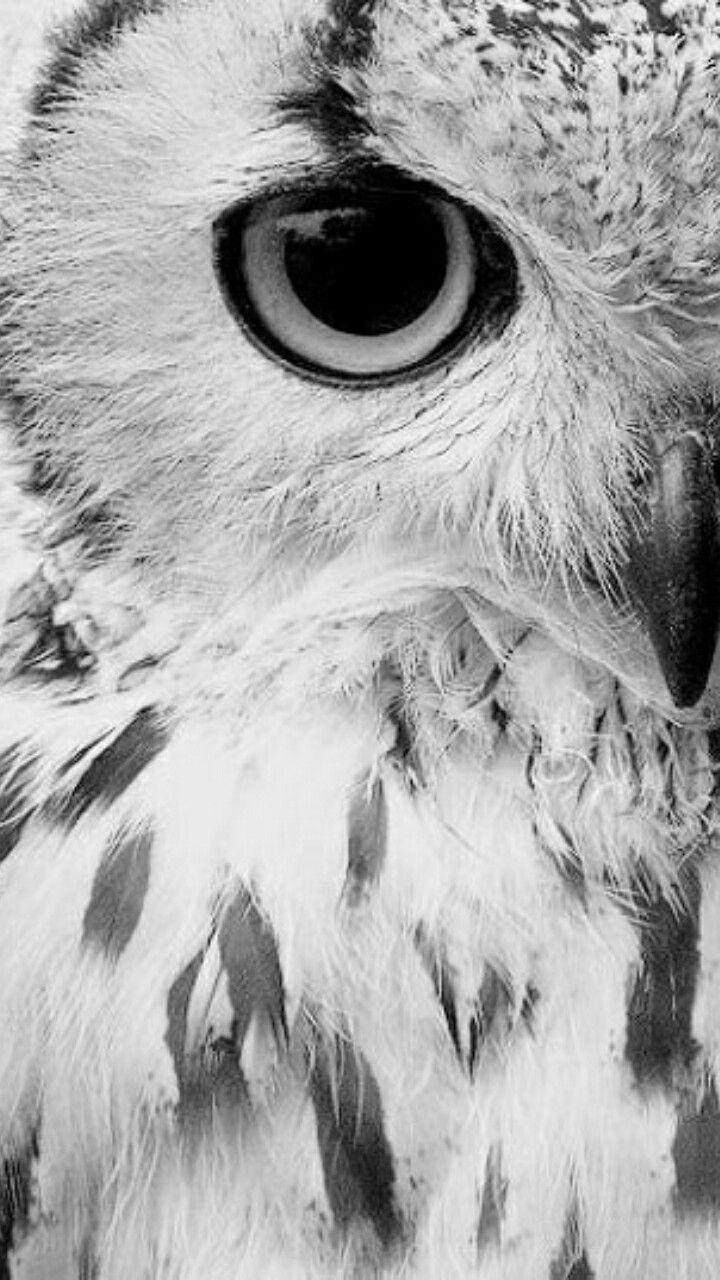 720x1280 Black n white. Owl eye. Owls. wisdom to know the difference