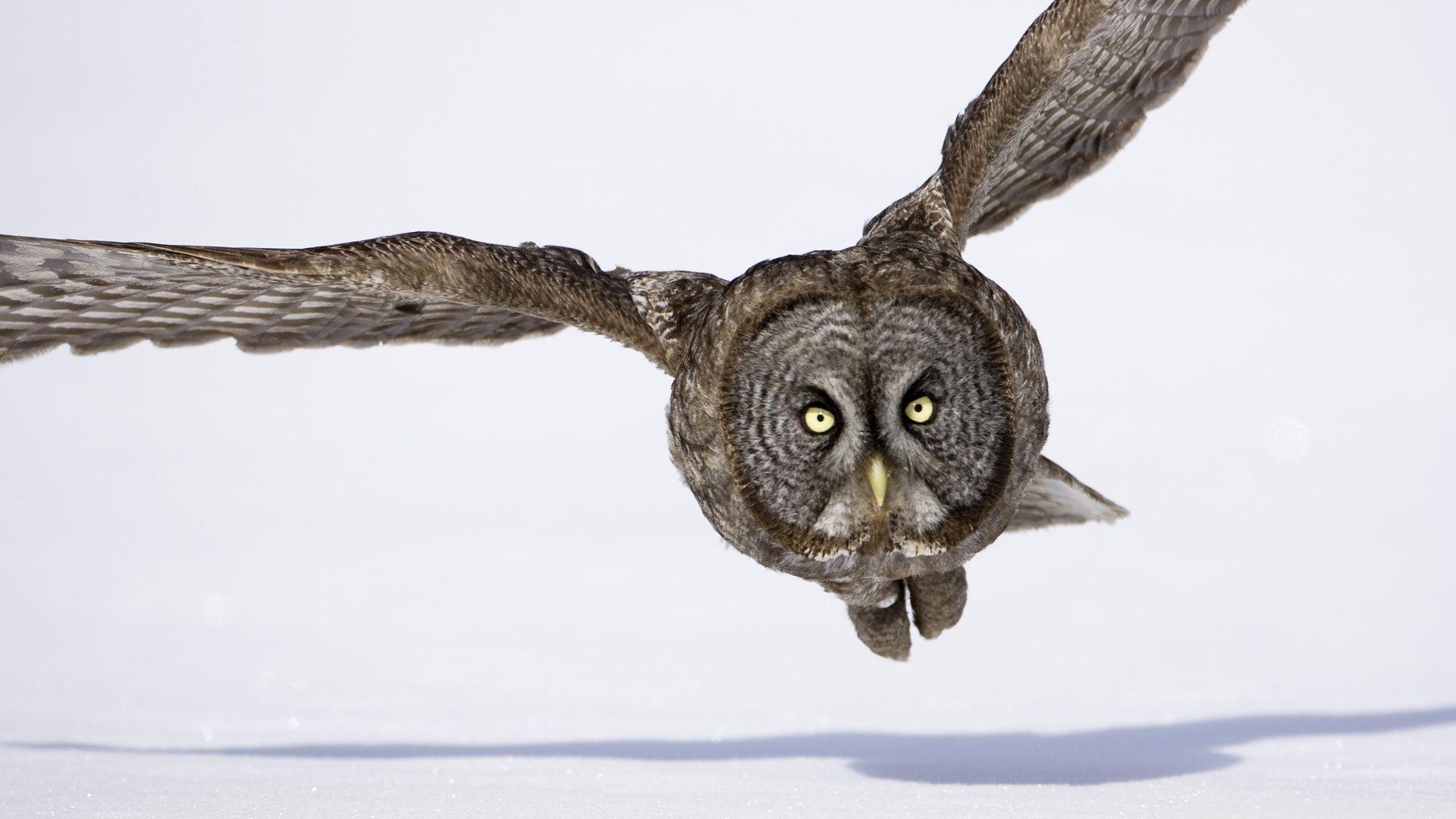 1920x1080 Great grey owl Wallpaper 3 X 1080