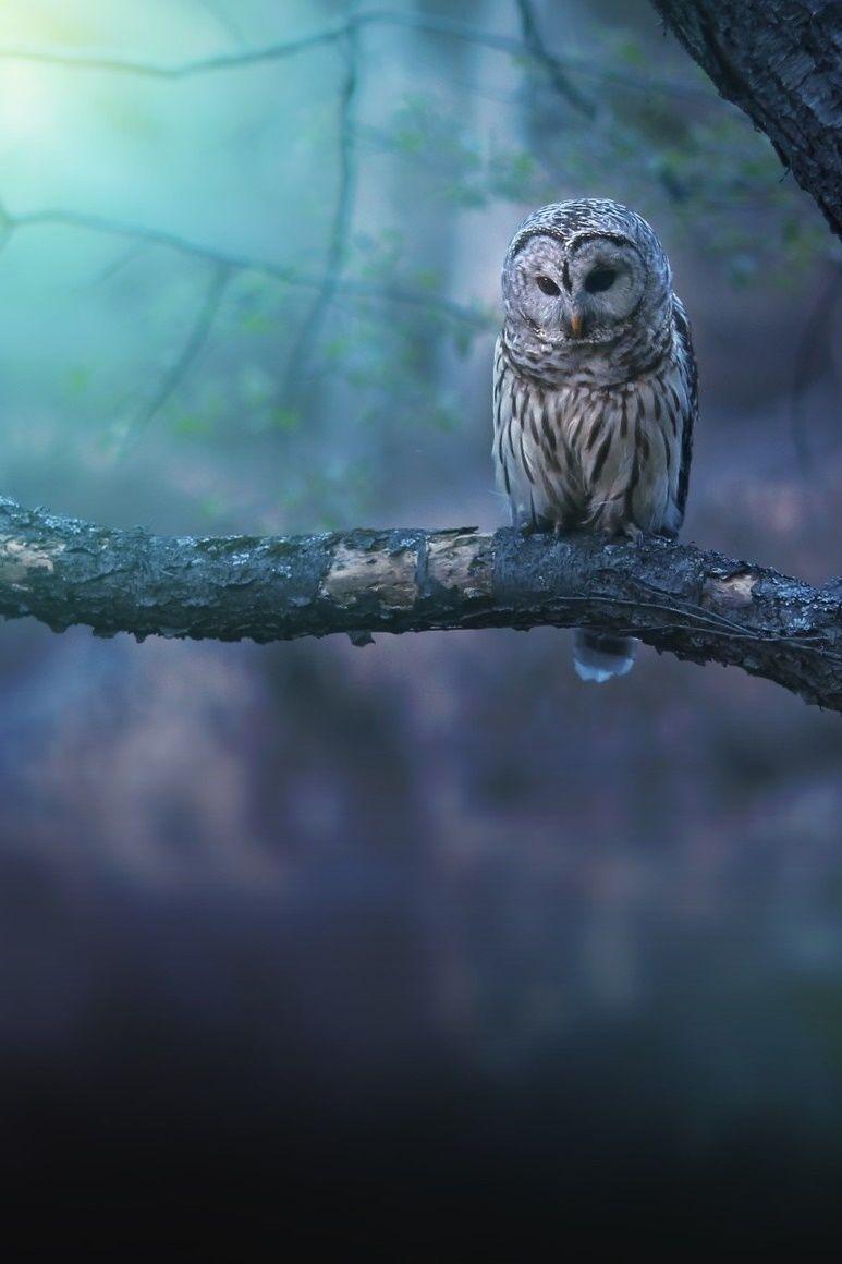 773x1160 773x 150 Kb / сова. random. Solitude, Ohio