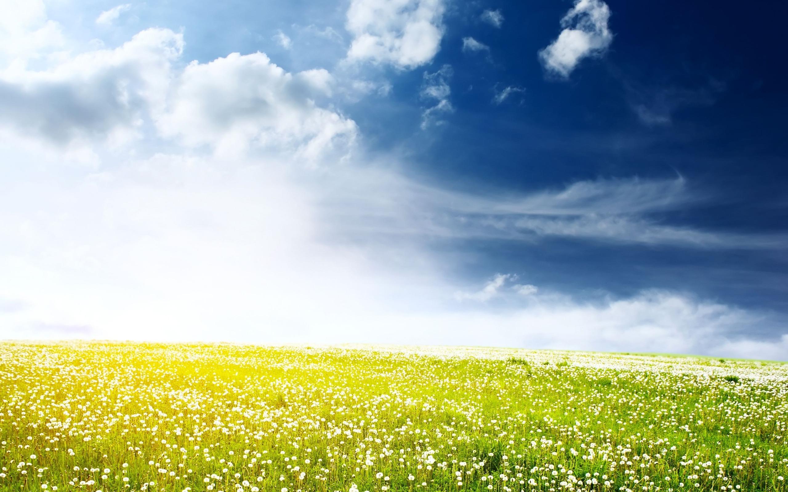 2560x1600 Free download Flower Field Wallpaper Best Wallpaper [2560x1600] for your Desktop, Mobile & Tablet. Explore Flower Field Wallpaper. Target Field Wallpaper, Baseball Field Wallpaper, Football Field Wallpaper
