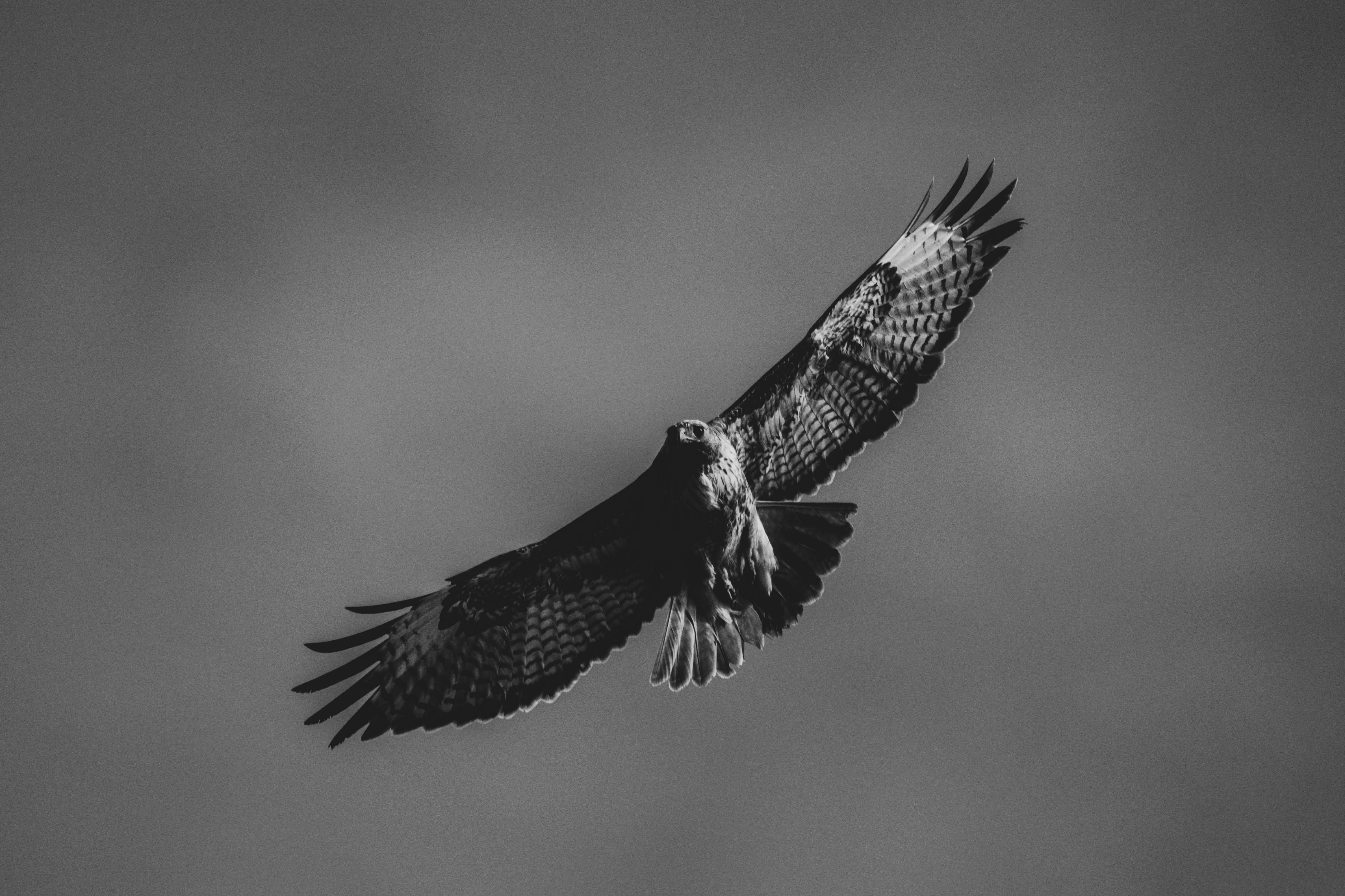 6000x4000 Falcon Photo, Download The BEST Free Falcon & HD Image