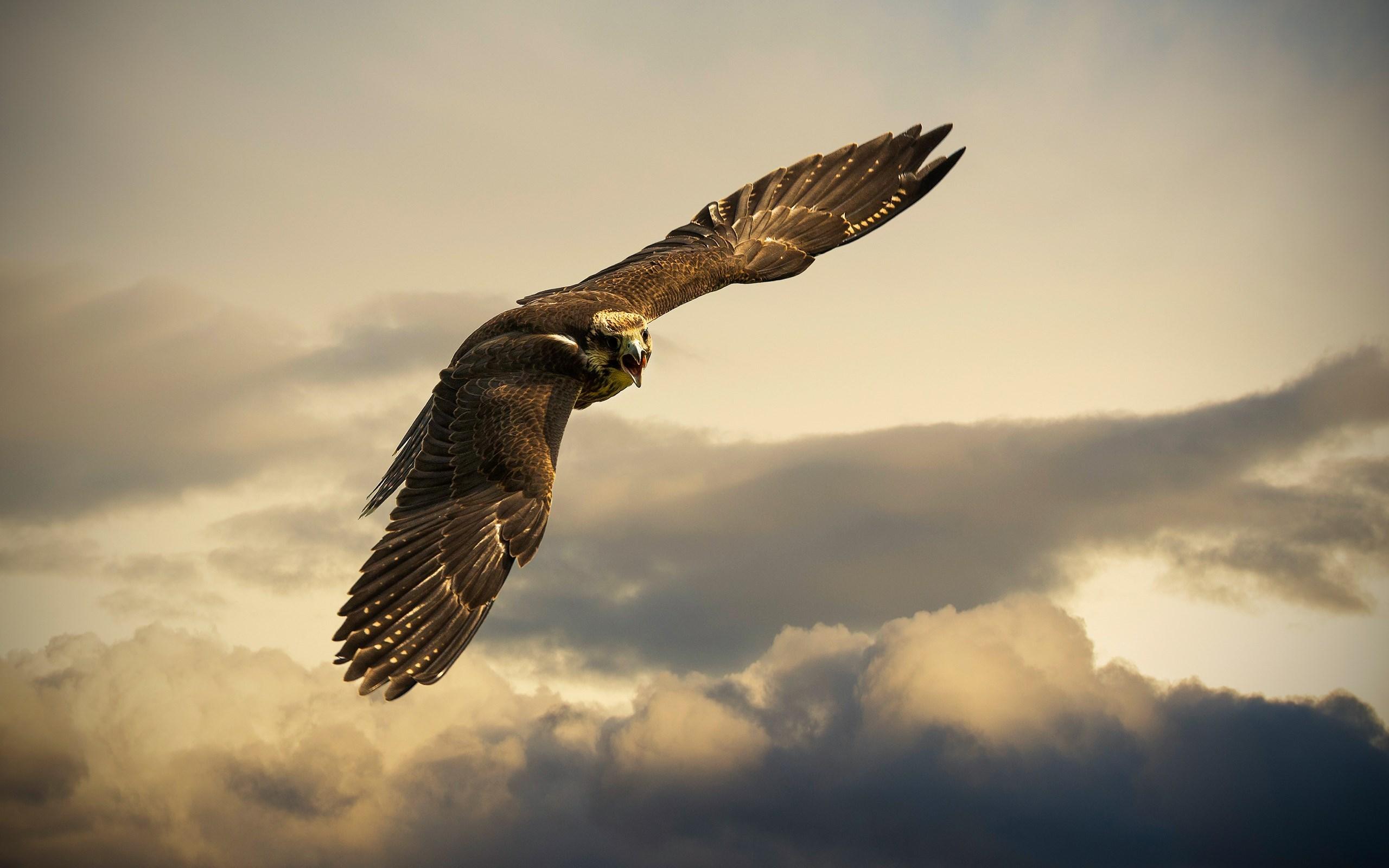 2560x1600 Free download Download Bird Falcon wallpaper in Animals wallpaper with all [2560x1600] for your Desktop, Mobile & Tablet. Explore Falcon Wallpaper. Captain Falcon Wallpaper, Millenium Falcon Wallpaper, Peregrine Falcon Wallpaper