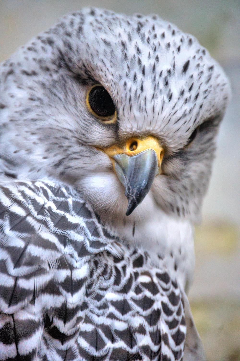 1000x1503 Falcon Picture. Download Free Image