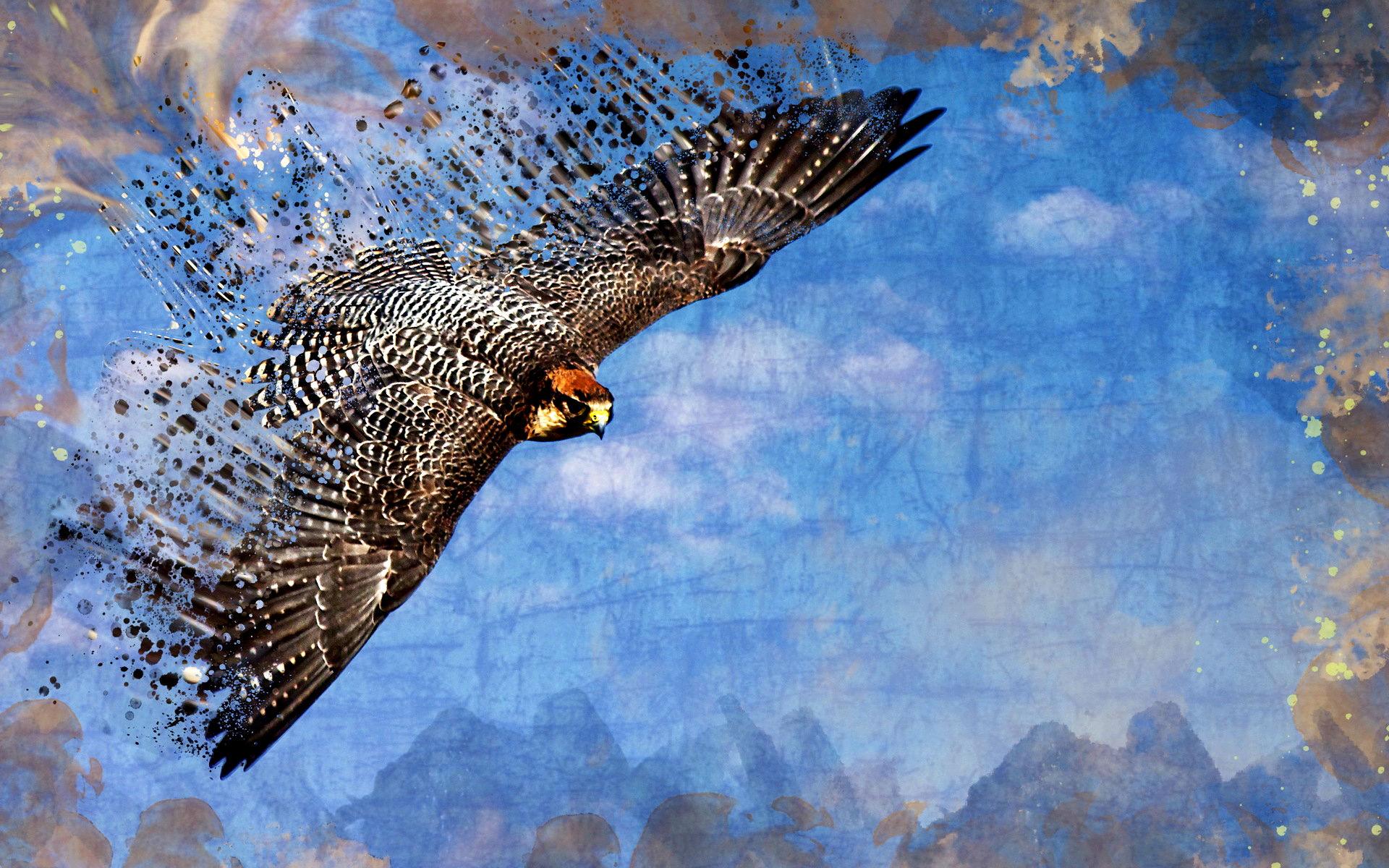 1920x1200 Falcon HD Wallpaper
