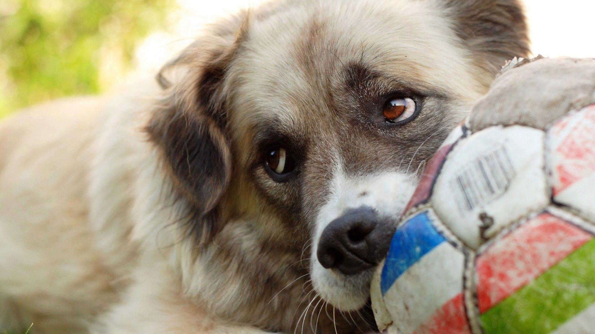 1920x1080 Awesome Dog Close Up Wallpaper 39596 1920x1080 px