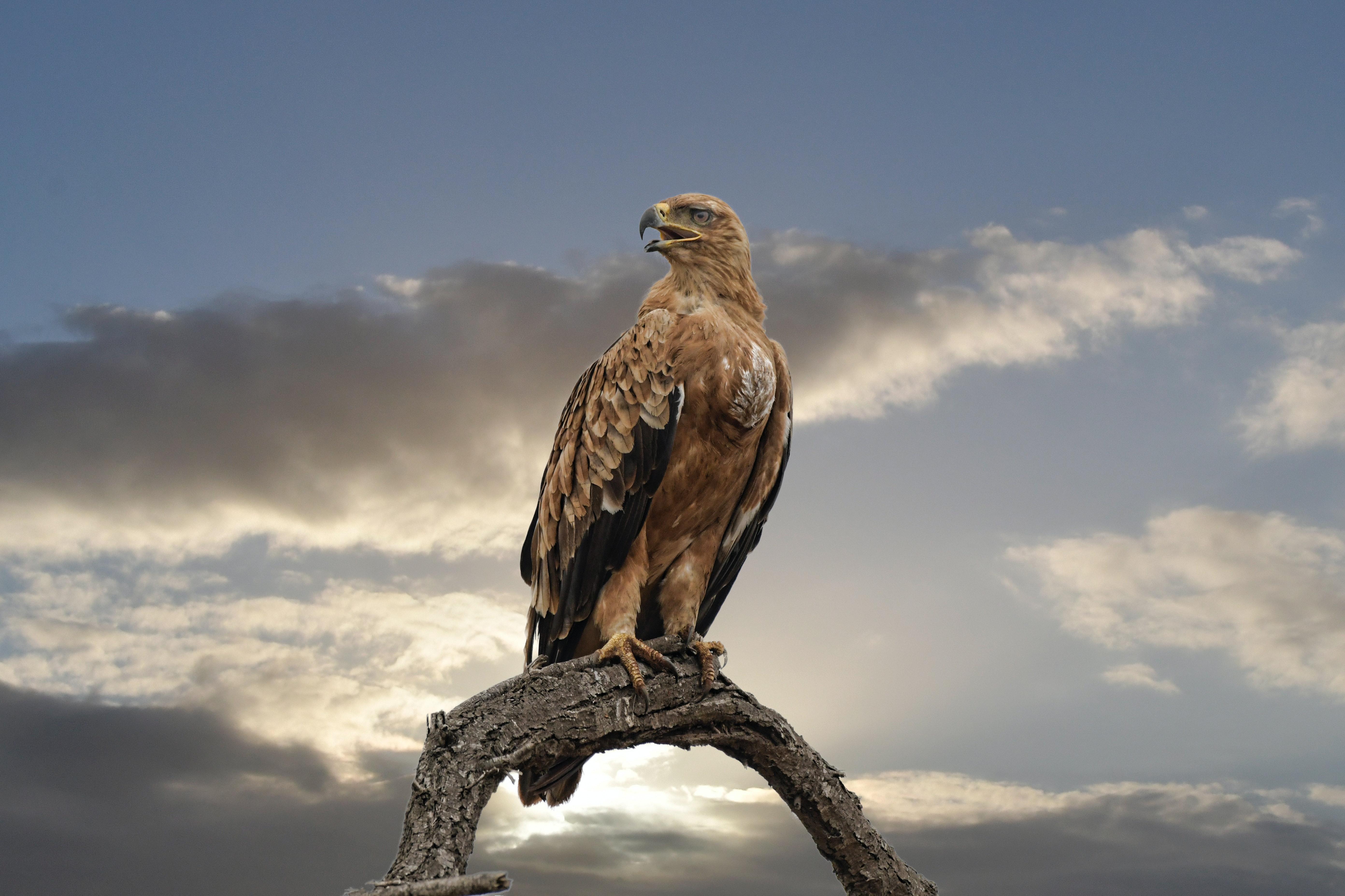 5568x3712 Falcon Photo, Download The BEST Free Falcon & HD Image