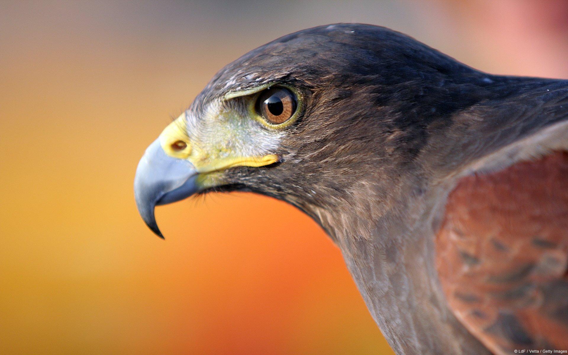 1920x1200 of Falcon 4K wallpaper for your desktop or mobile screen