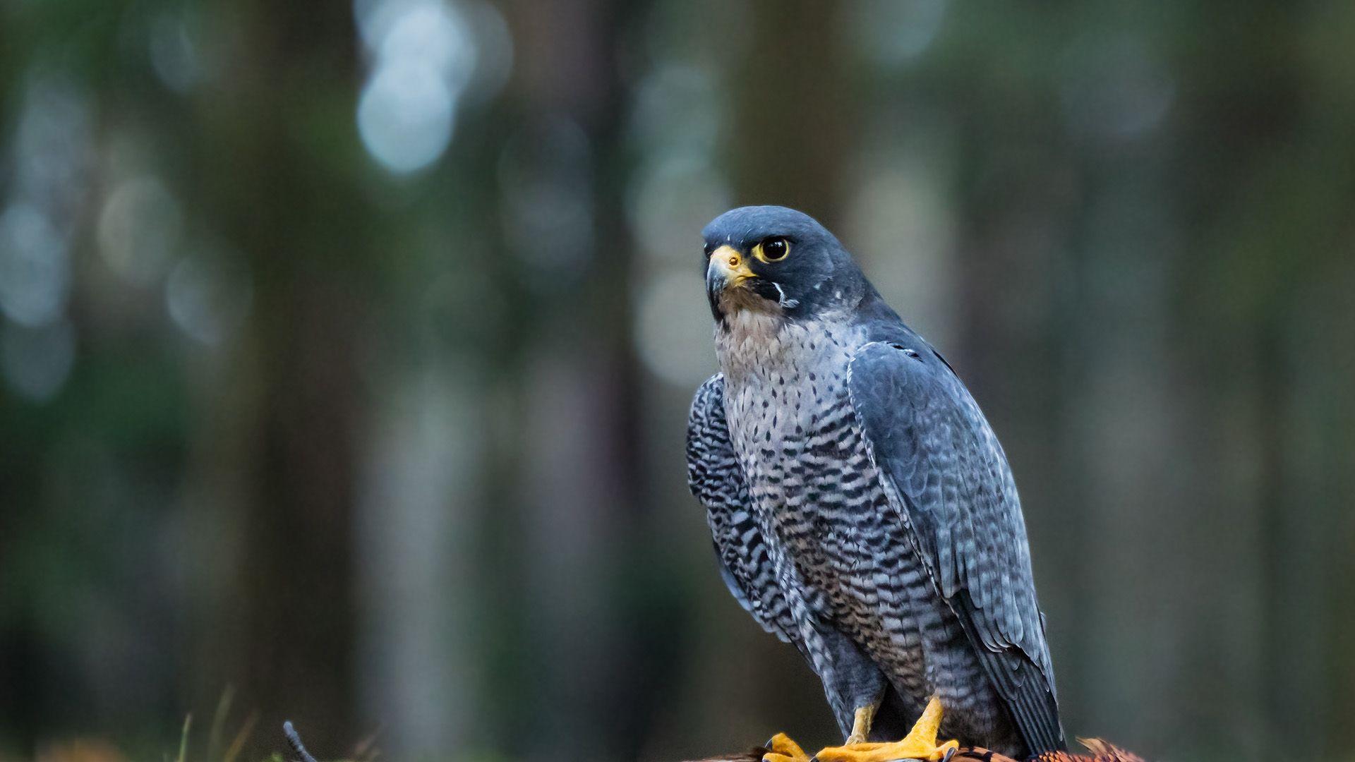 1920x1080 1920x1080 peregrine falcon wallpaper for desktop.me!