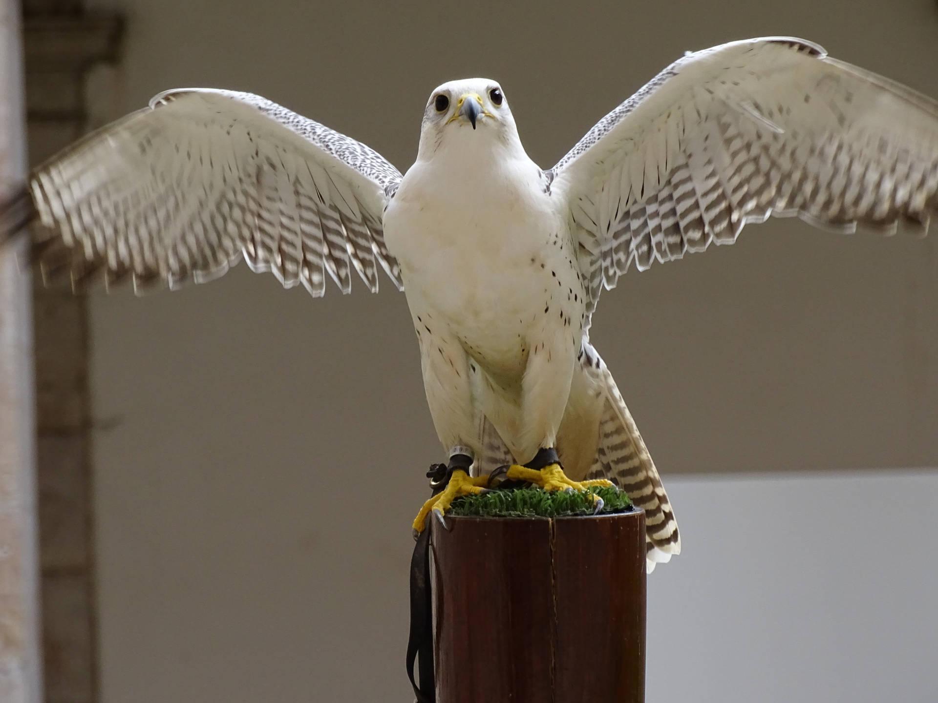 1920x1440 Free Falcon Wallpaper Downloads, Falcon Wallpaper for FREE