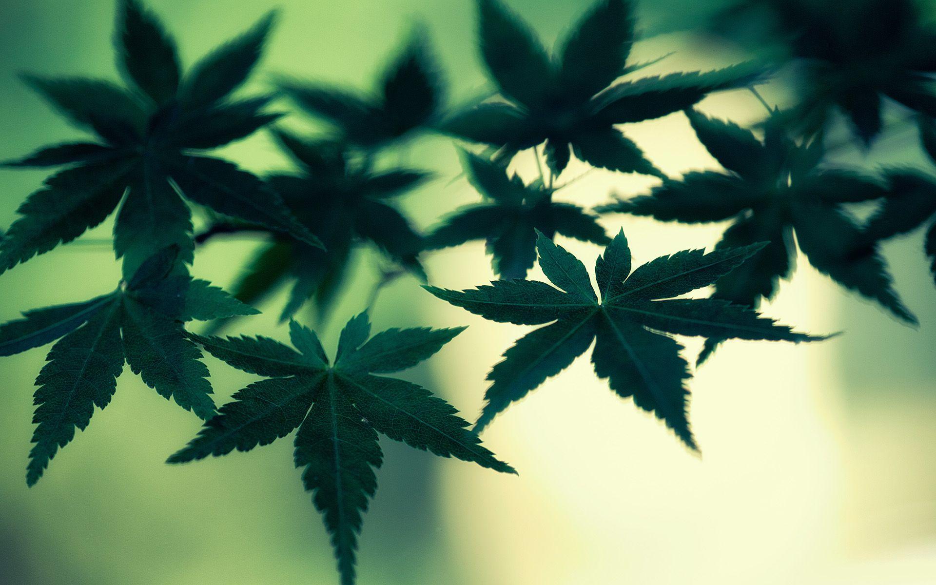 1920x1200 Marijuana Cannabis Leaves Green Macro weed wallpaperx1200