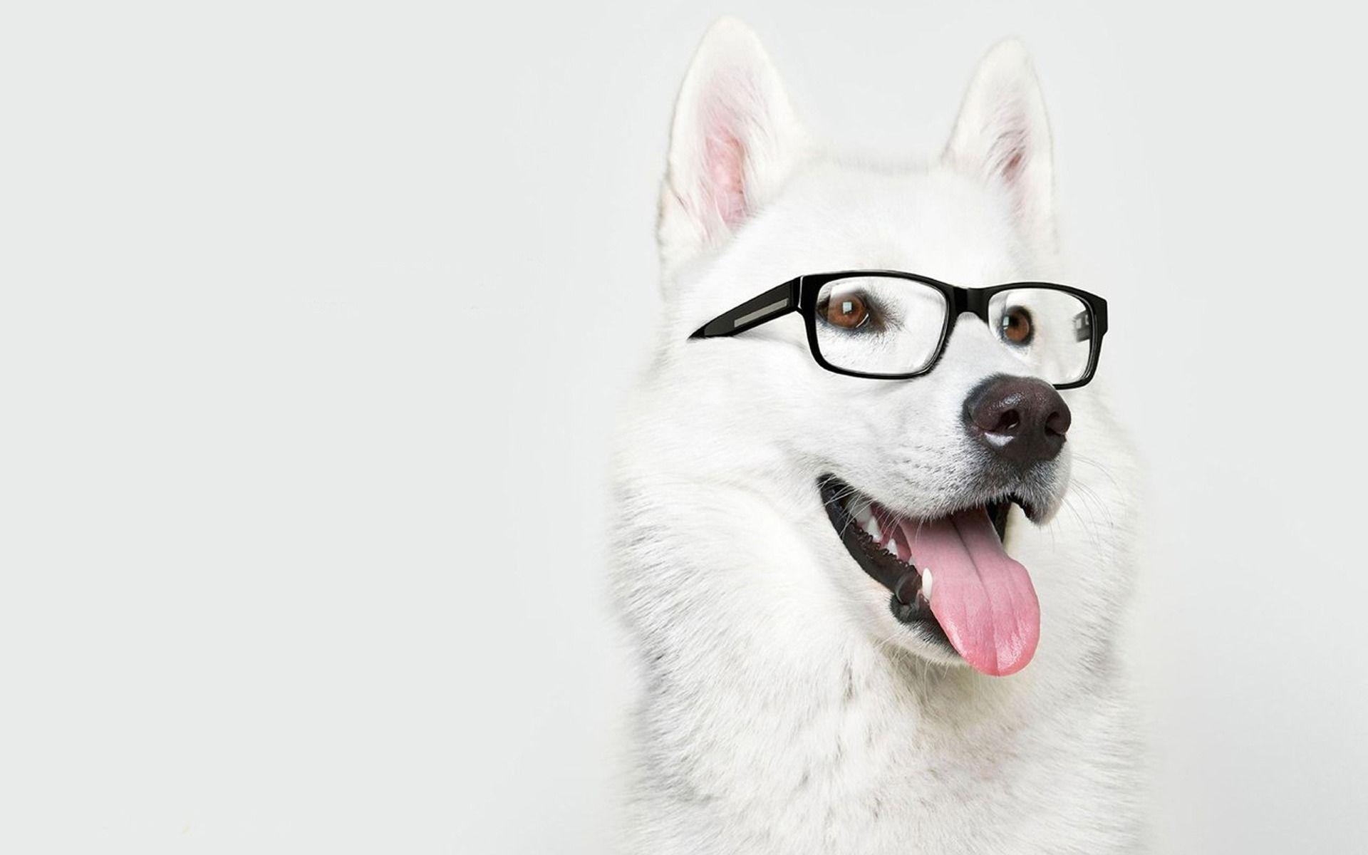 1920x1200 Awesome Dog with Glasses Wallpaper 40031 1920x1200 px