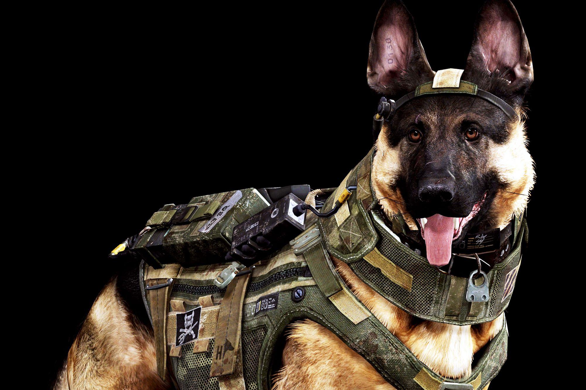 2000x1334 Dog Army Awesome Wallpaper HD / Desktop and Mobile Background