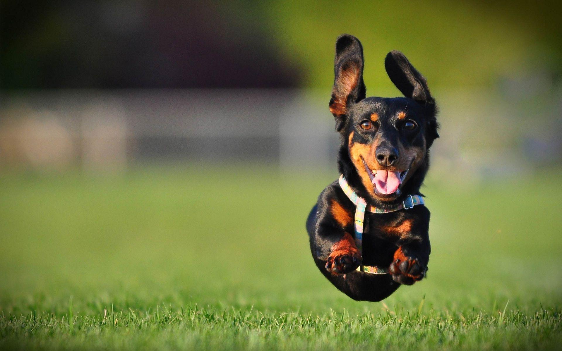 1920x1200 Dog long drive awesome click photo. HD Wallpaper Rocks