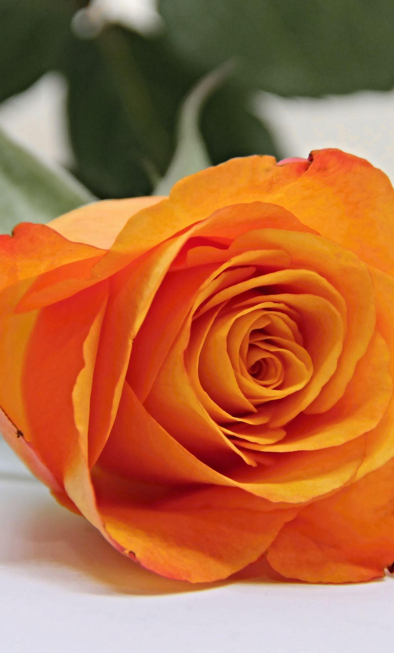 1280x2120 Download 1280x2120 wallpaper orange rose, bud, flower, iphone 6 plus