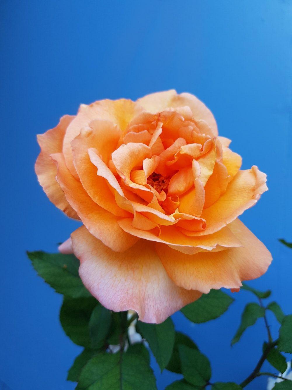 Peach Rose Wallpapers - Top Free Peach Rose Backgrounds - WallpaperAccess