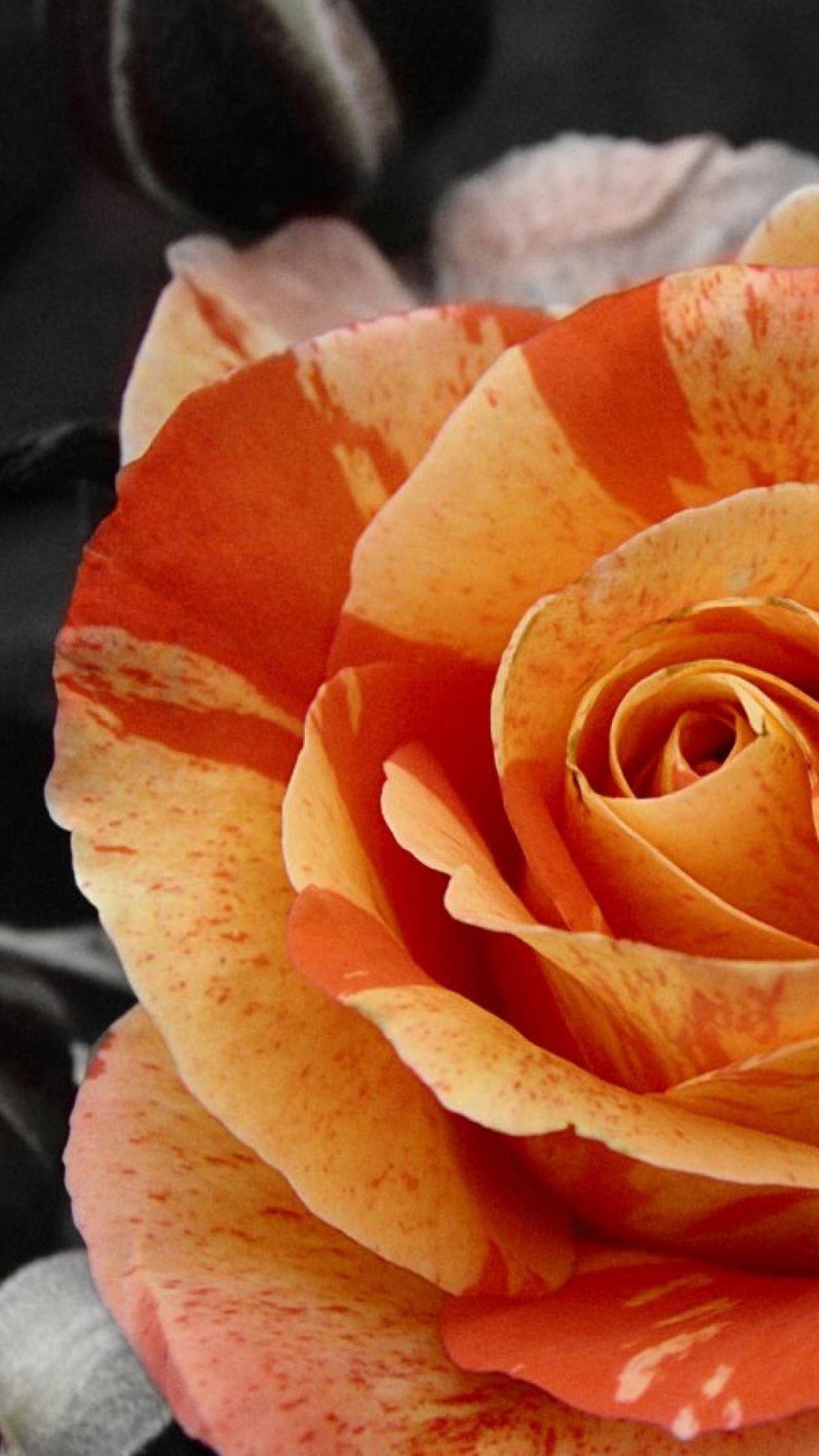 Orange Rose iPhone Wallpapers - Top Free Orange Rose iPhone Backgrounds ...