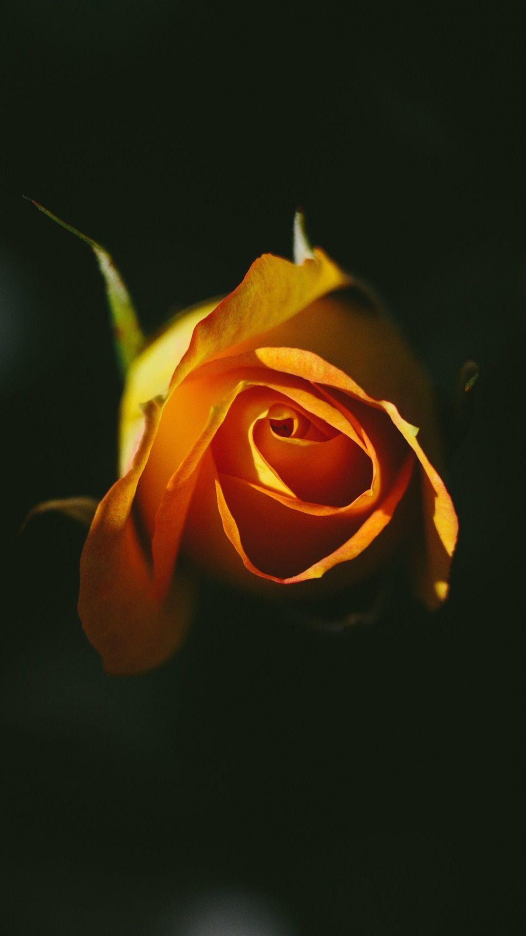 1080x1920 Orange Rose, Black Background 1080x1920 IPhone 8 7 6 6S Plus Wallpaper, Bối cảnh, Hình ảnh, Hình ảnh