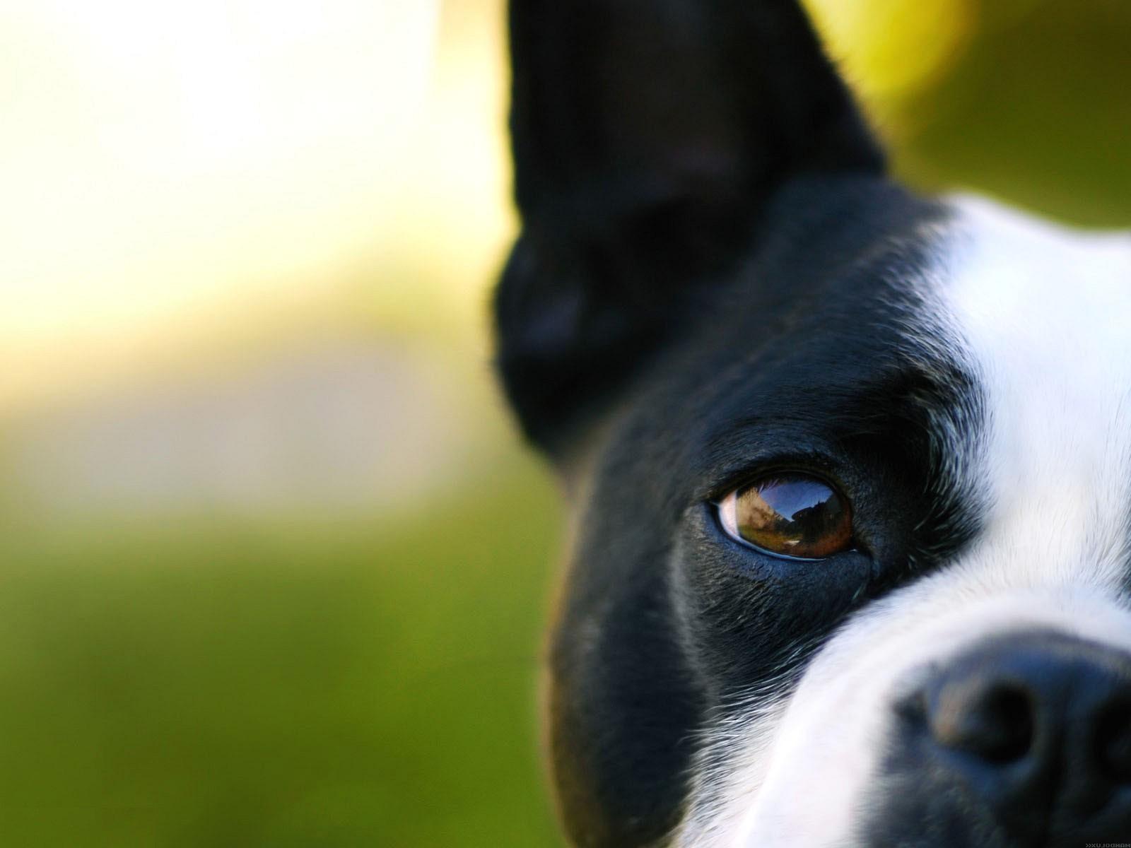 1600x1200 Wallpaper Dog Eye Cute x 1200 Pets Puppies Awesome